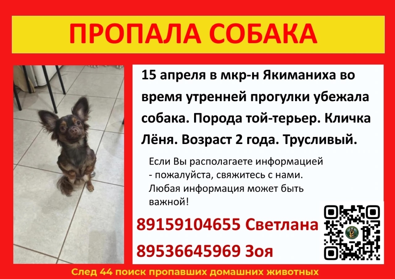 Объявление о питомце в Костроме — Утром 18 апреля Лёню видели в районе Площади Мира. Малыш очень напуган. Если Вы его видите…