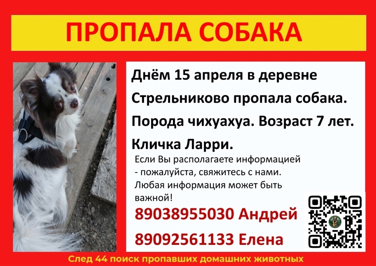 Объявление о питомце в Костроме — фото объявления