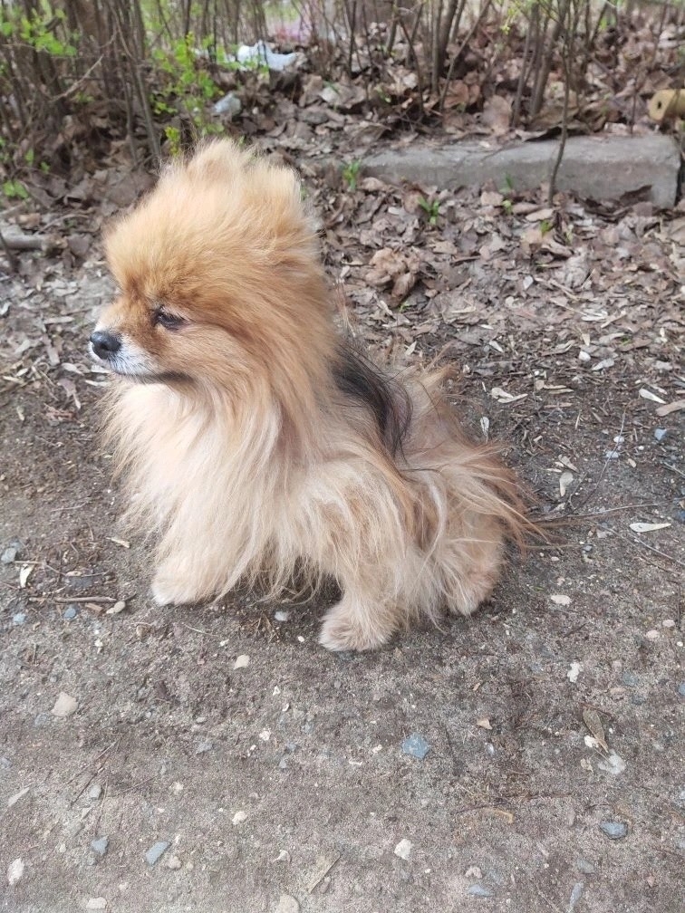 Найдена собака в Костроме — фото объявления