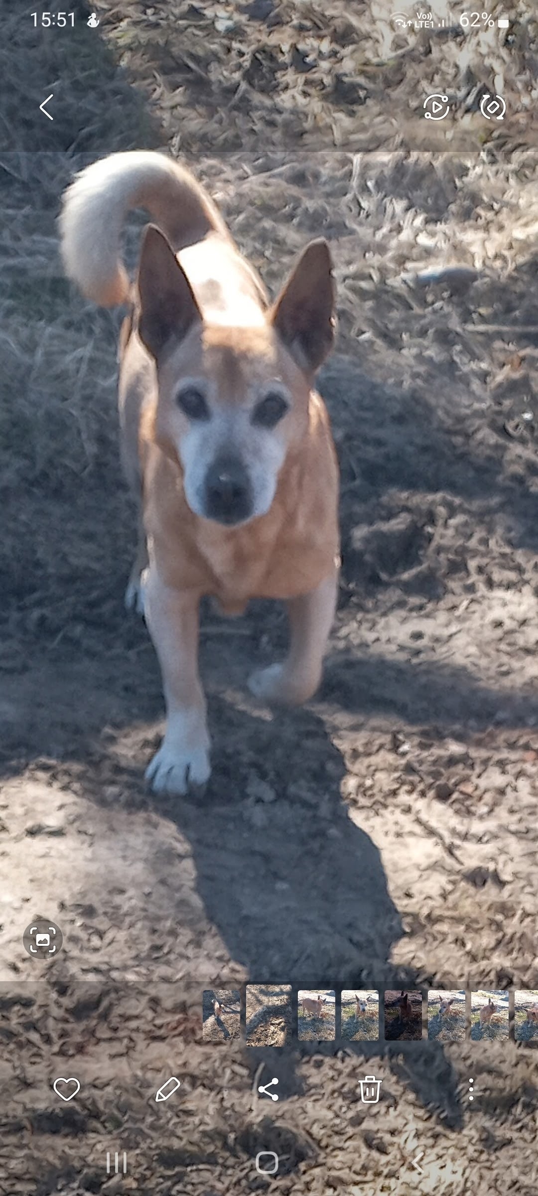 Найдена собака в Костроме — фото объявления