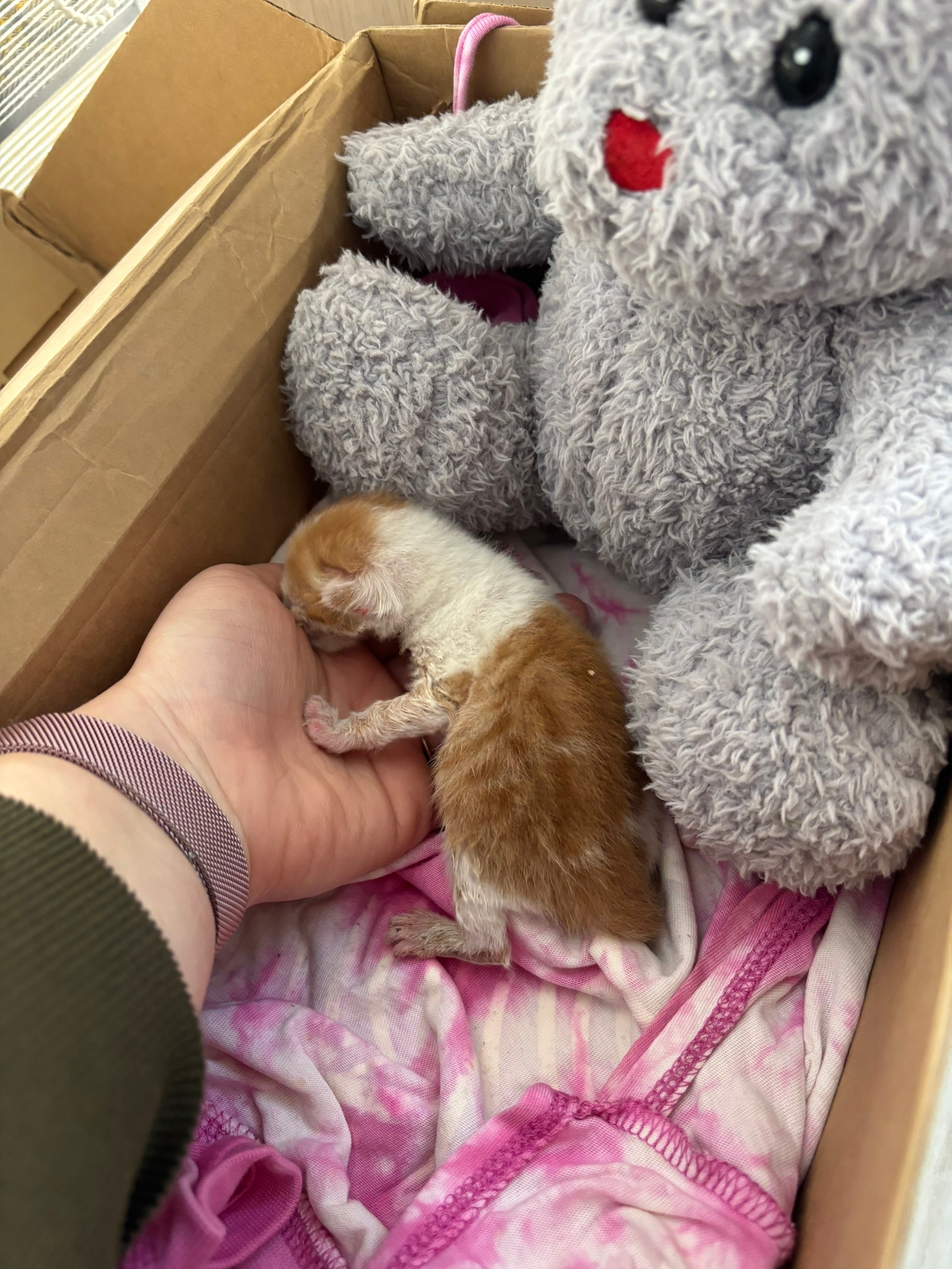 Пропала кошка в Новороссийске — Добрый день! Прошу помощи с котенком 🙏 На улице нашли вот такого малыша, еще даже пуповина не…