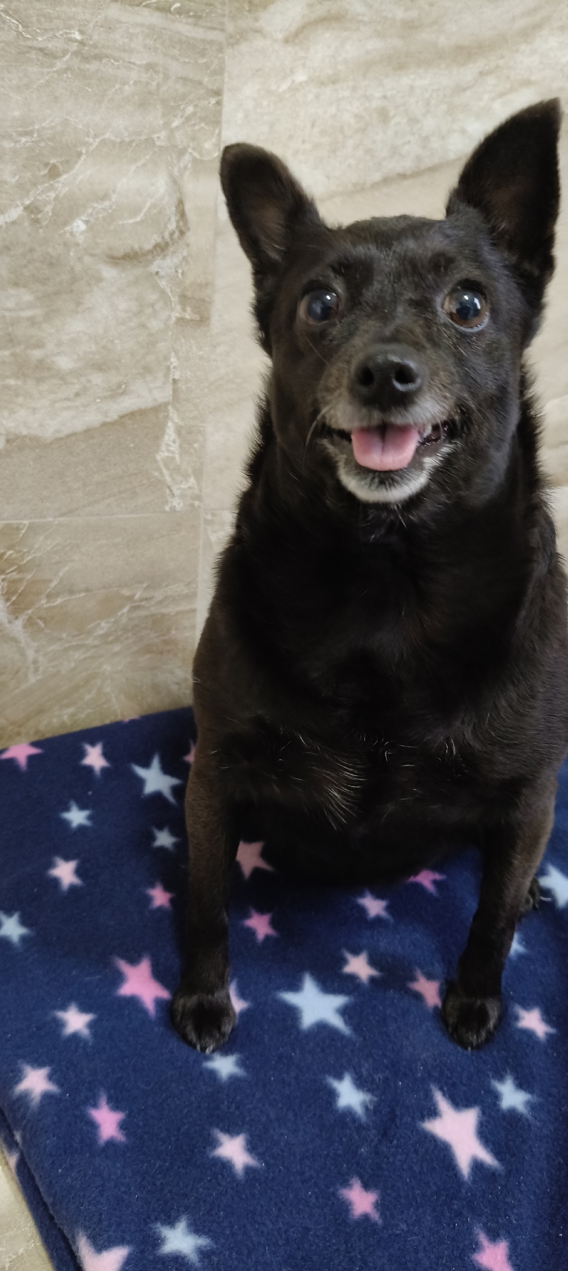 Найдена собака в Новороссийске — фото объявления