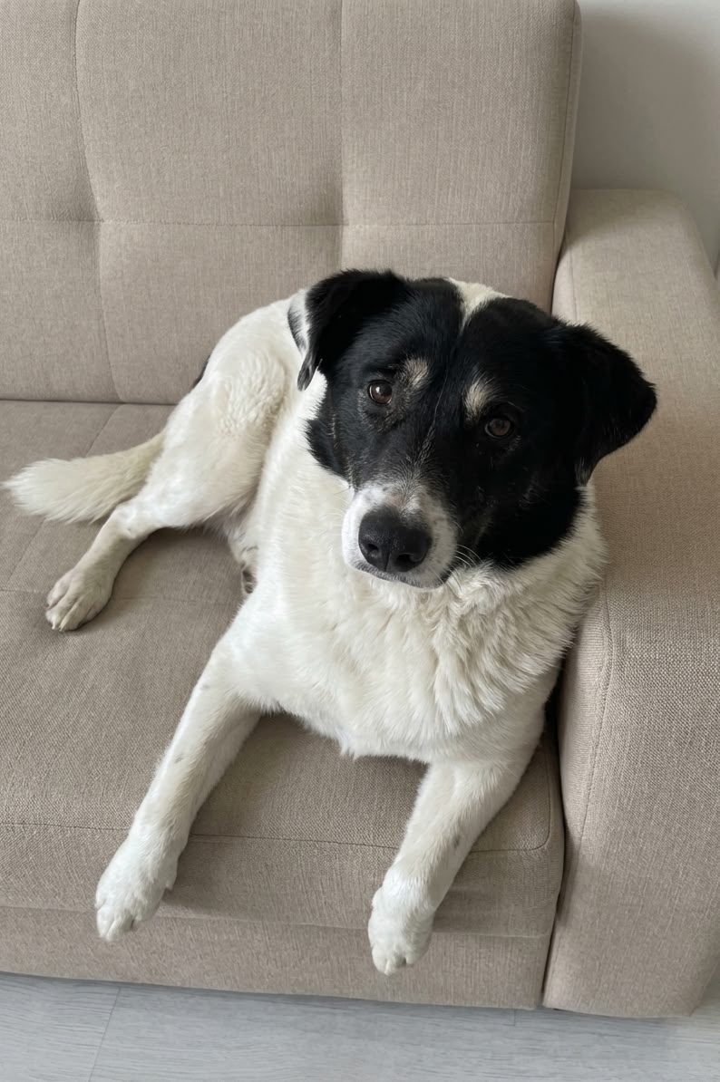 Найдена собака в Тамбове — фото объявления