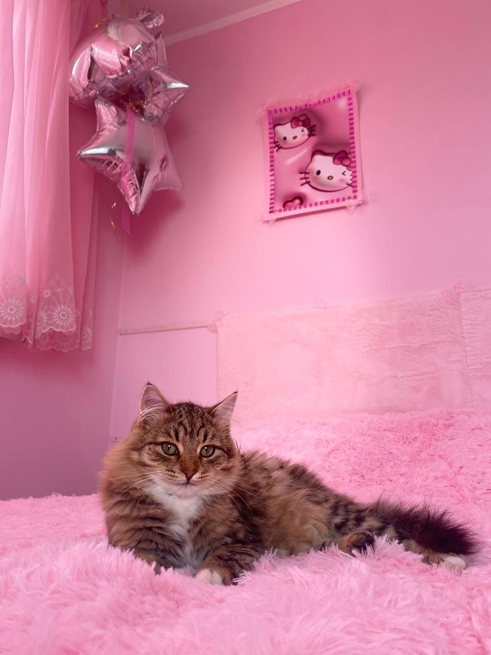 Пропала кошка в Тамбове — фото объявления