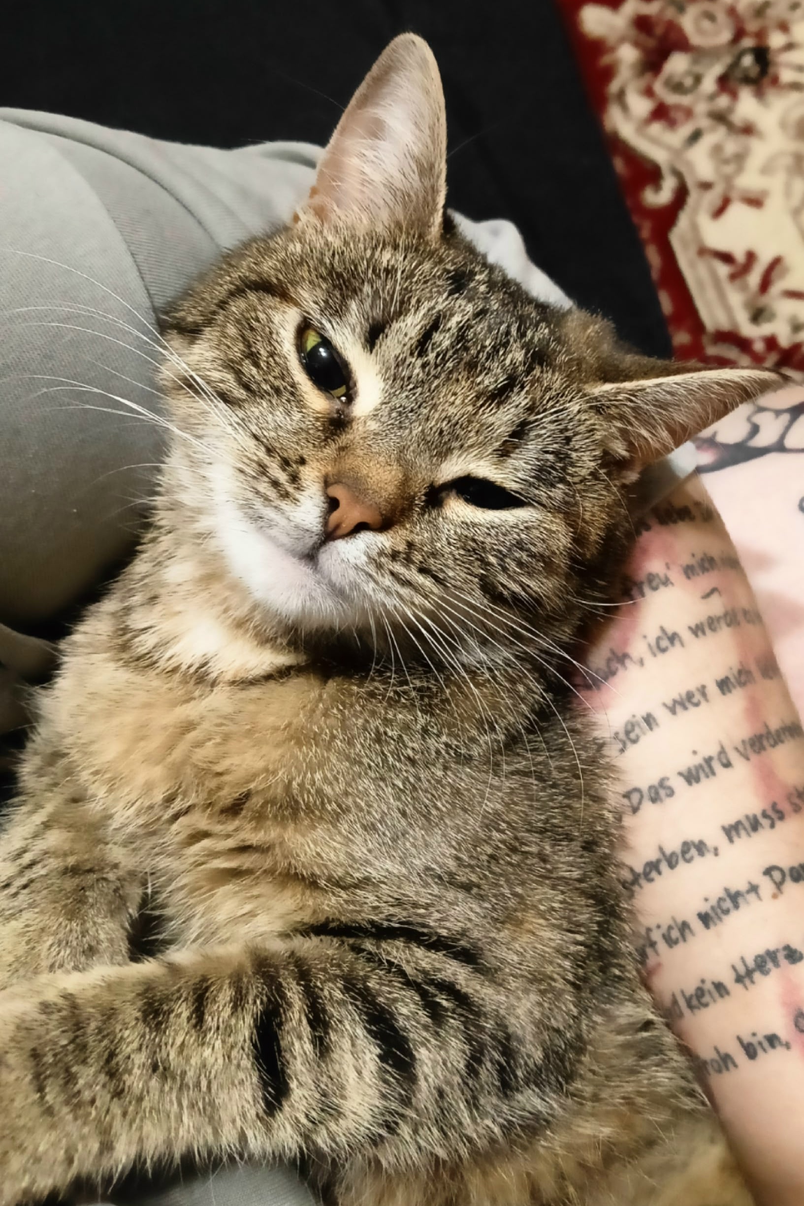 Объявление о питомце в Тамбове — фото объявления