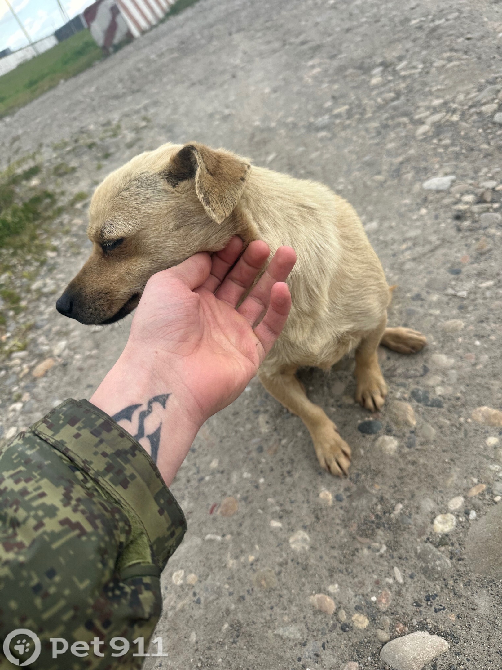 Найдена собака в Нальчике — фото объявления