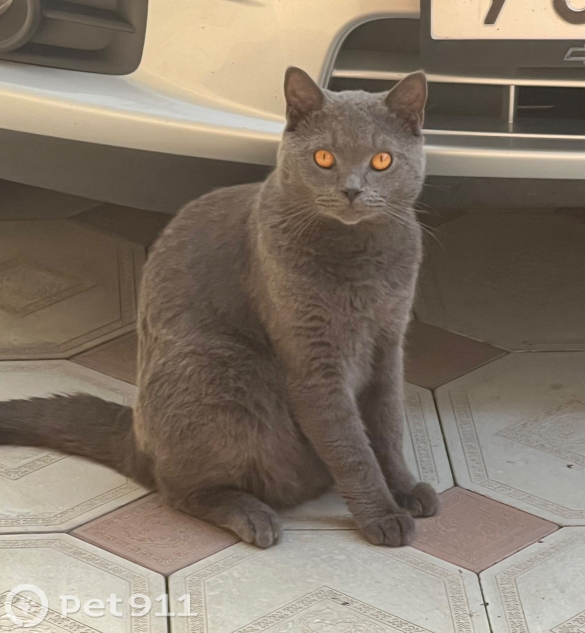 Найдена кошка в Нальчике — фото объявления