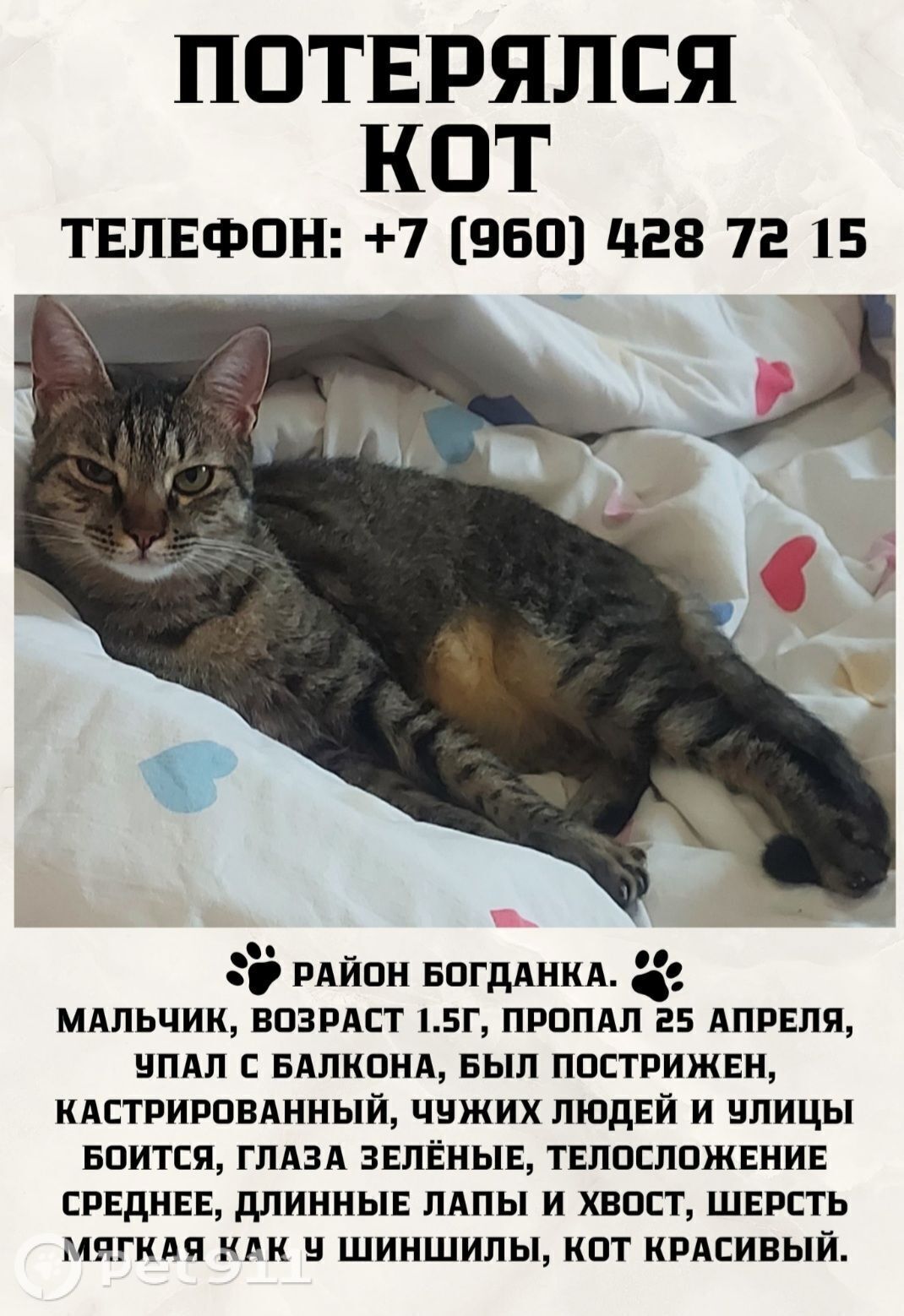 Найденная кошка в Нальчике Найдена кошка в Нальчике — фото объявления