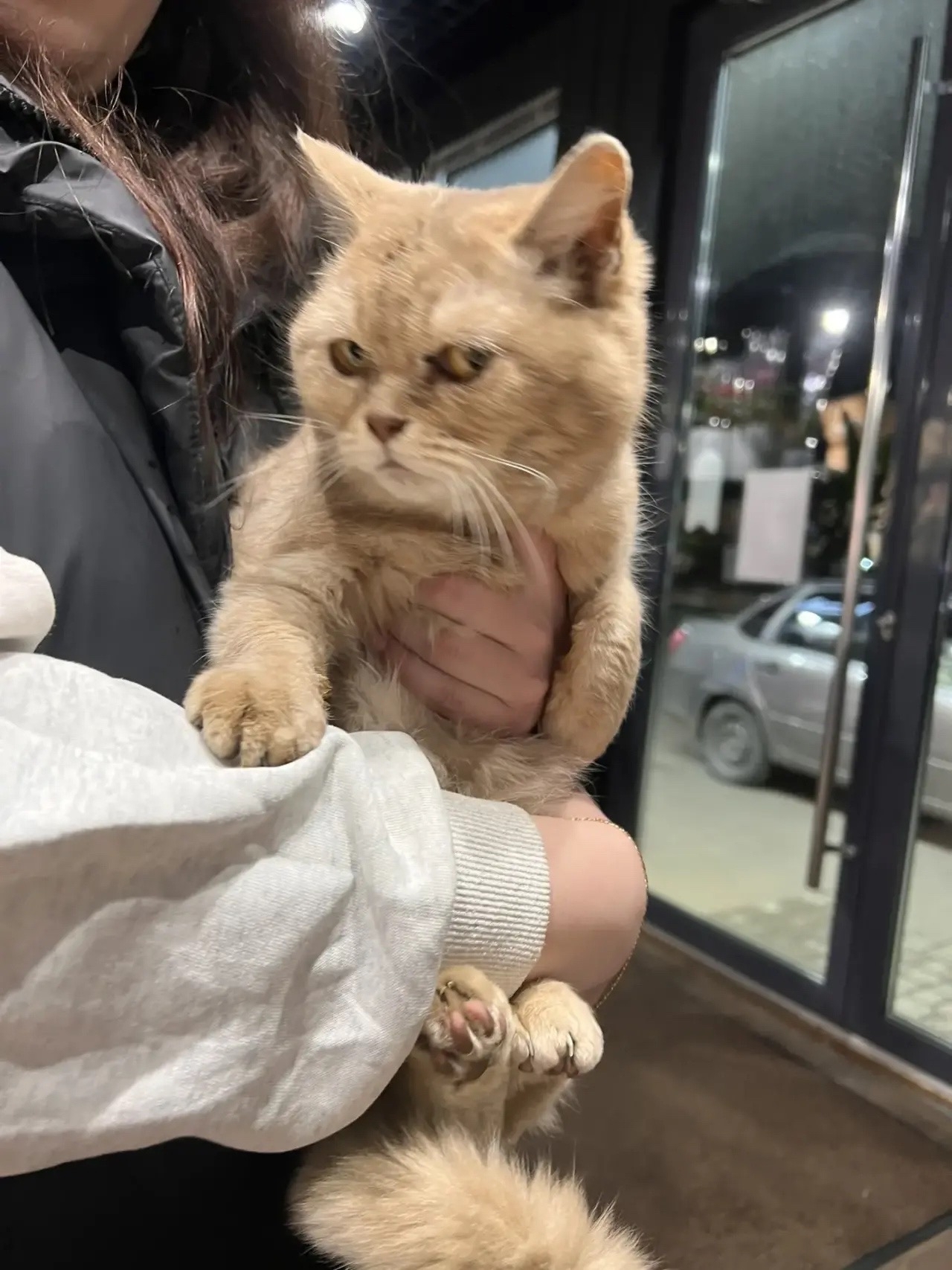 Найдена кошка в Нижнекамске — фото объявления