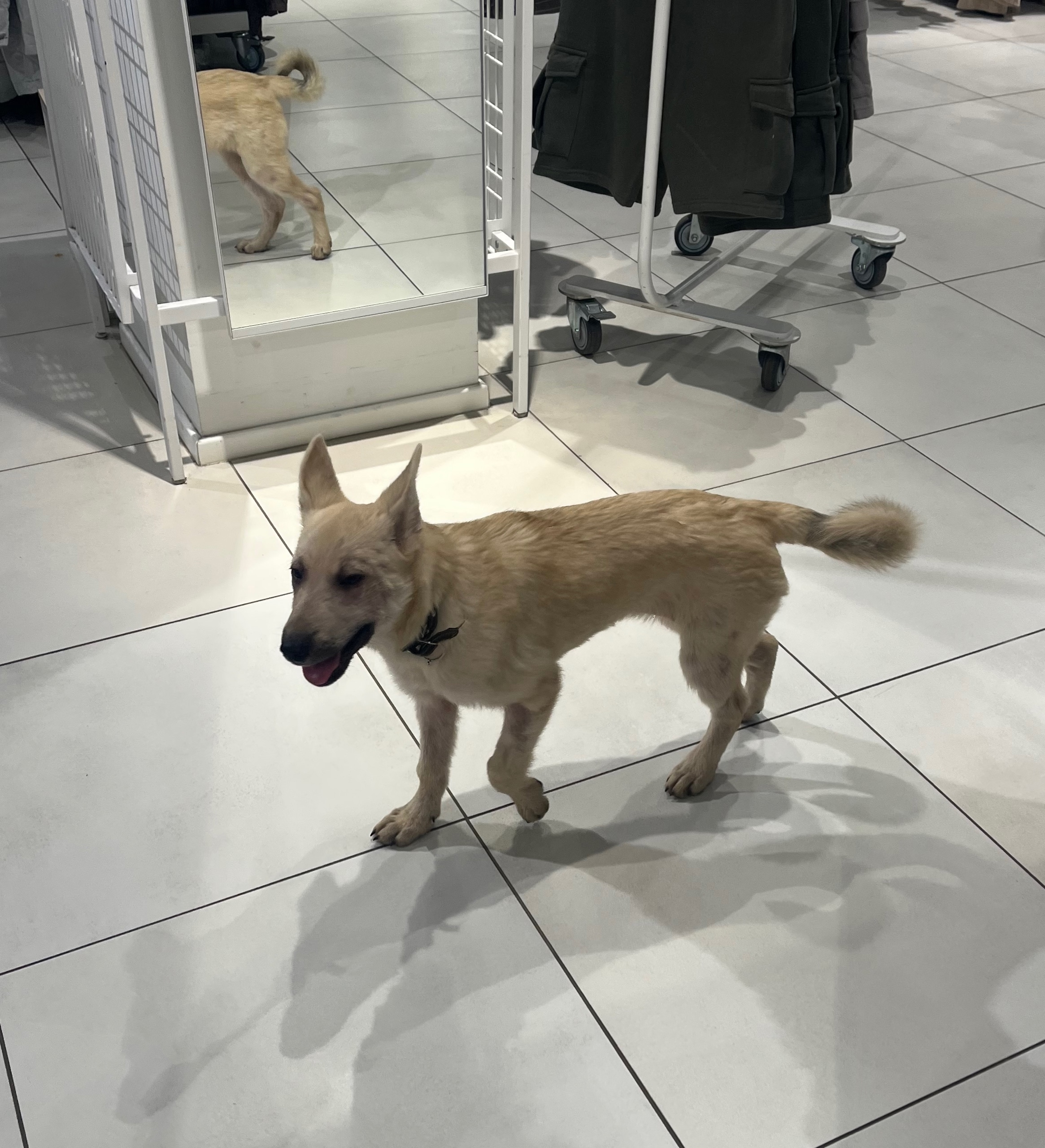 Пропала собака в Нижнекамске — фото объявления