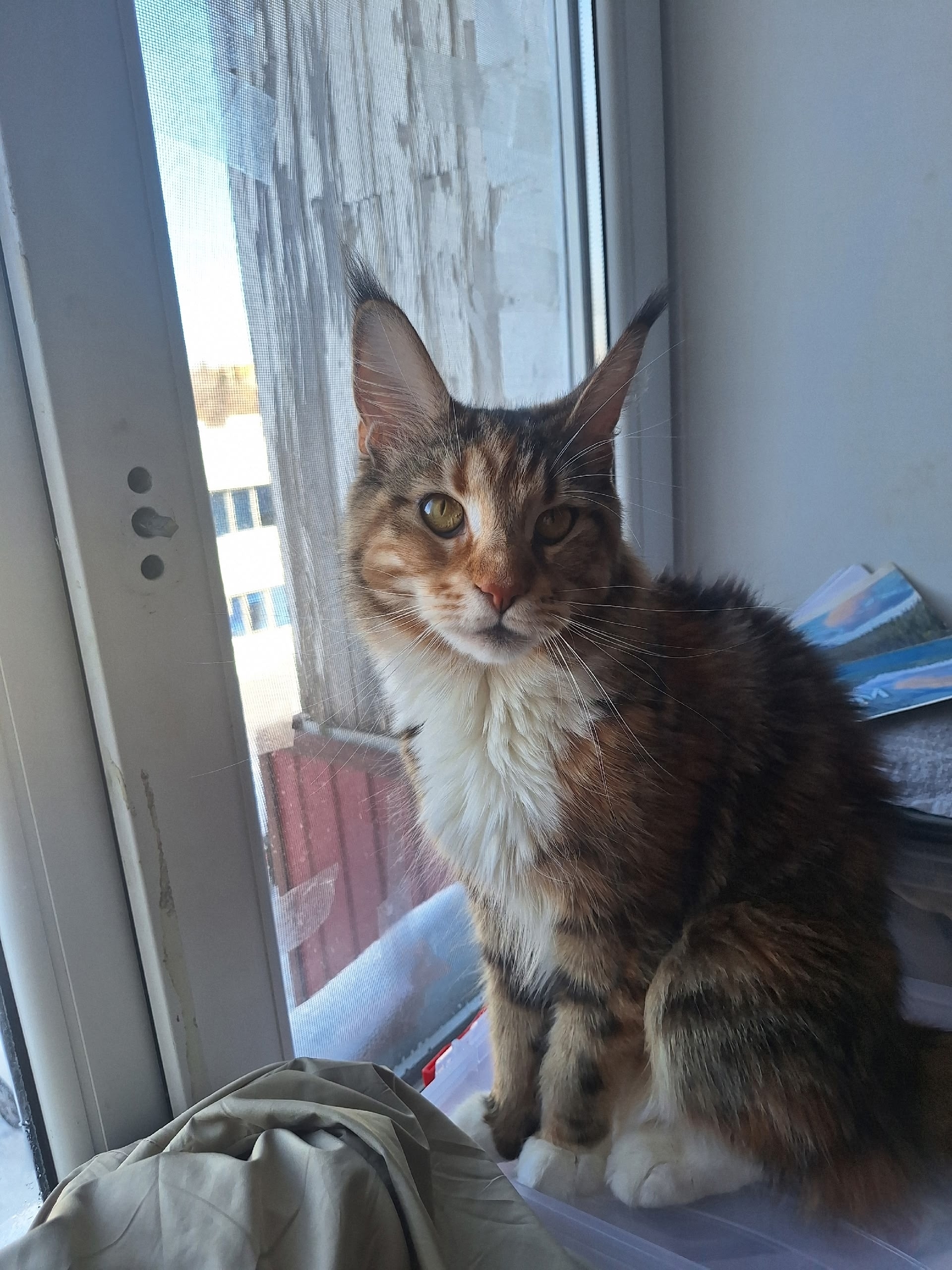 Пропала кошка в Нижнекамске — фото объявления