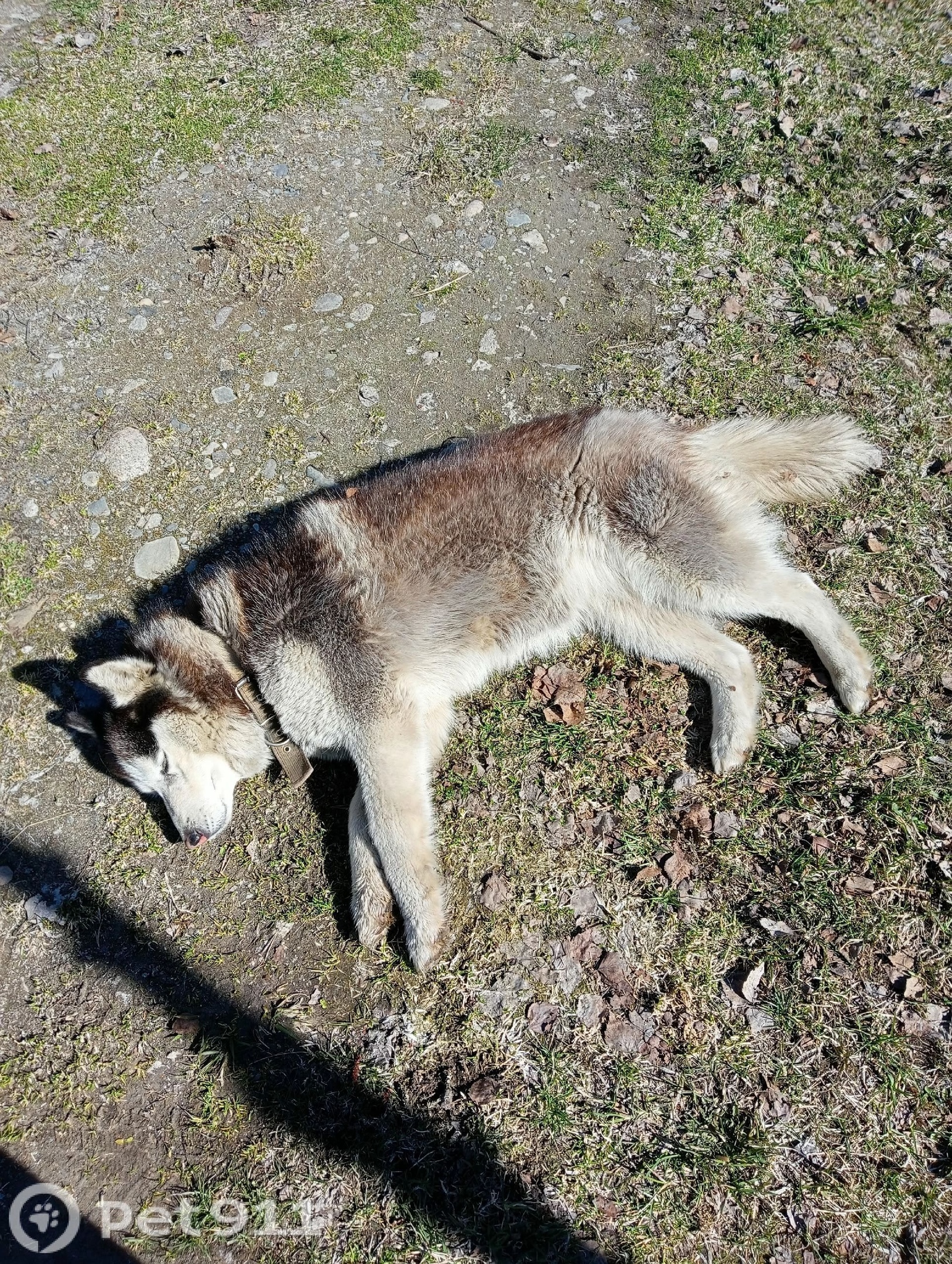 Пропала собака в Петрозаводске — фото объявления