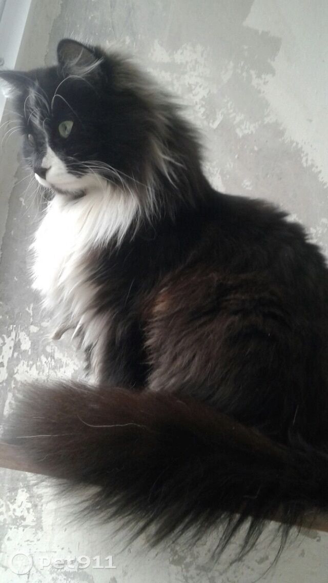 Найдена кошка в Петрозаводске — фото объявления