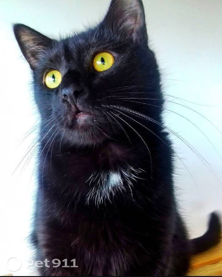 Найдена кошка в Петрозаводске — фото объявления