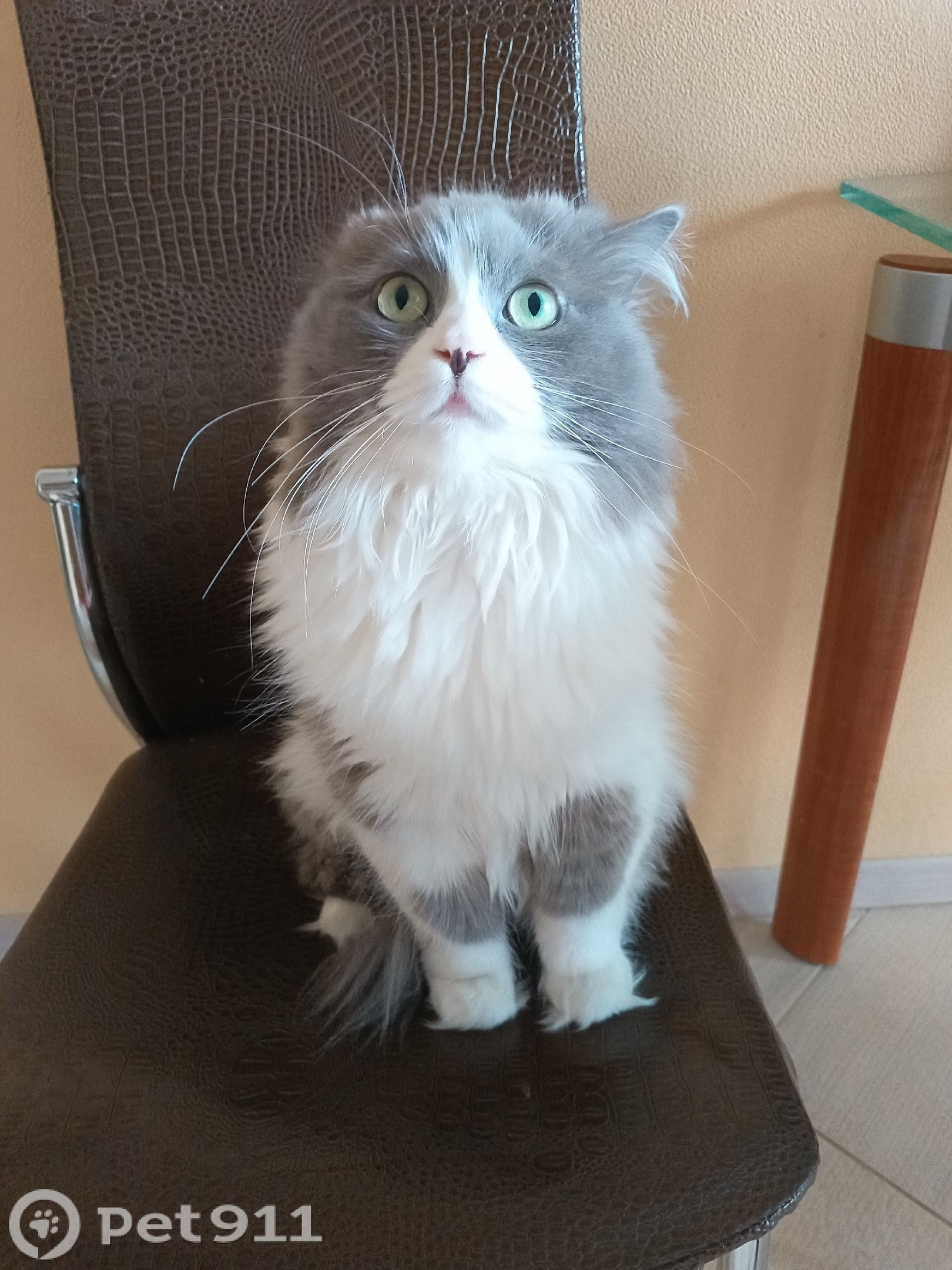 Найдена кошка в Петрозаводске — фото объявления