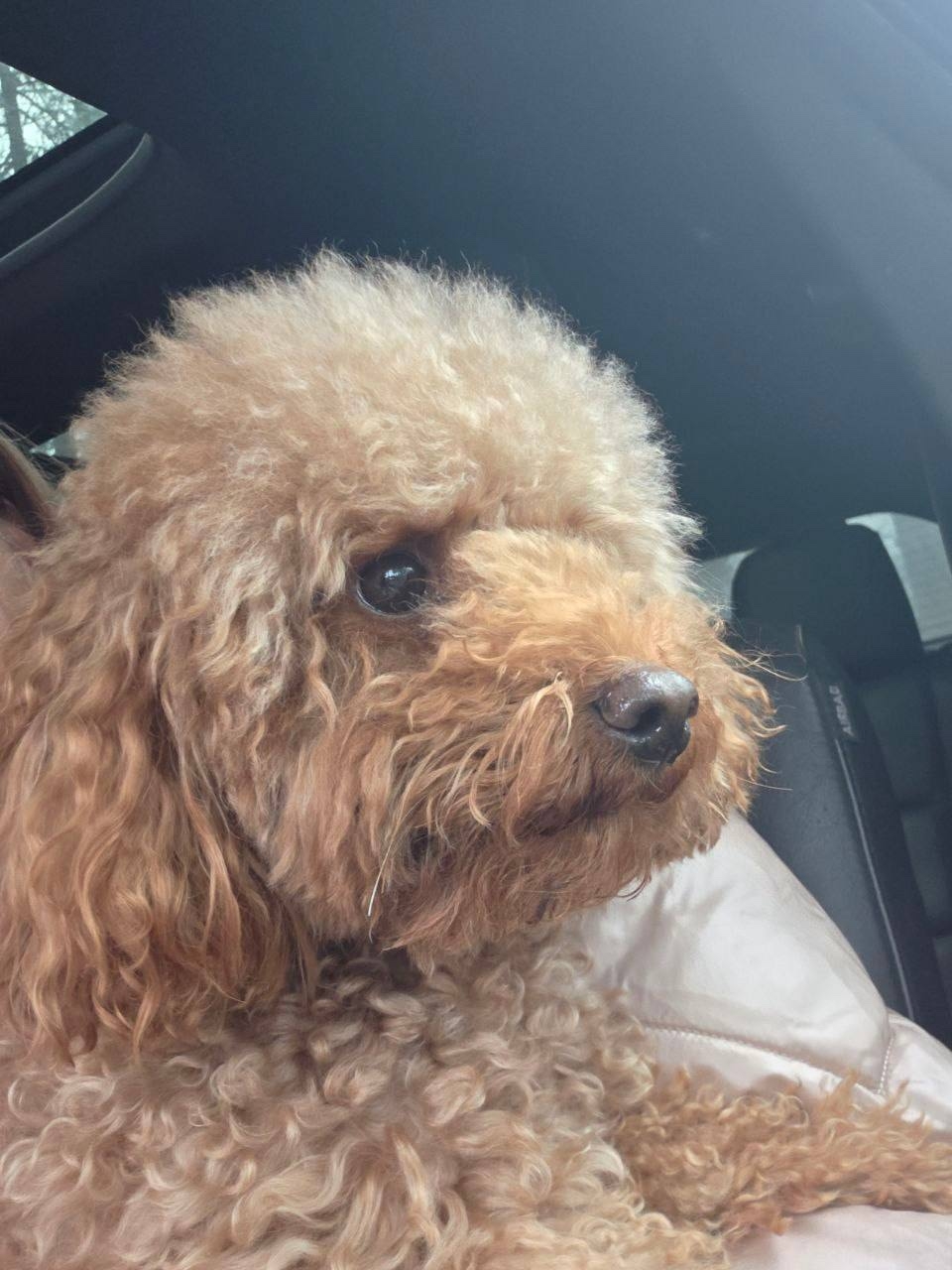 Пропала собака в Одинцове — фото объявления