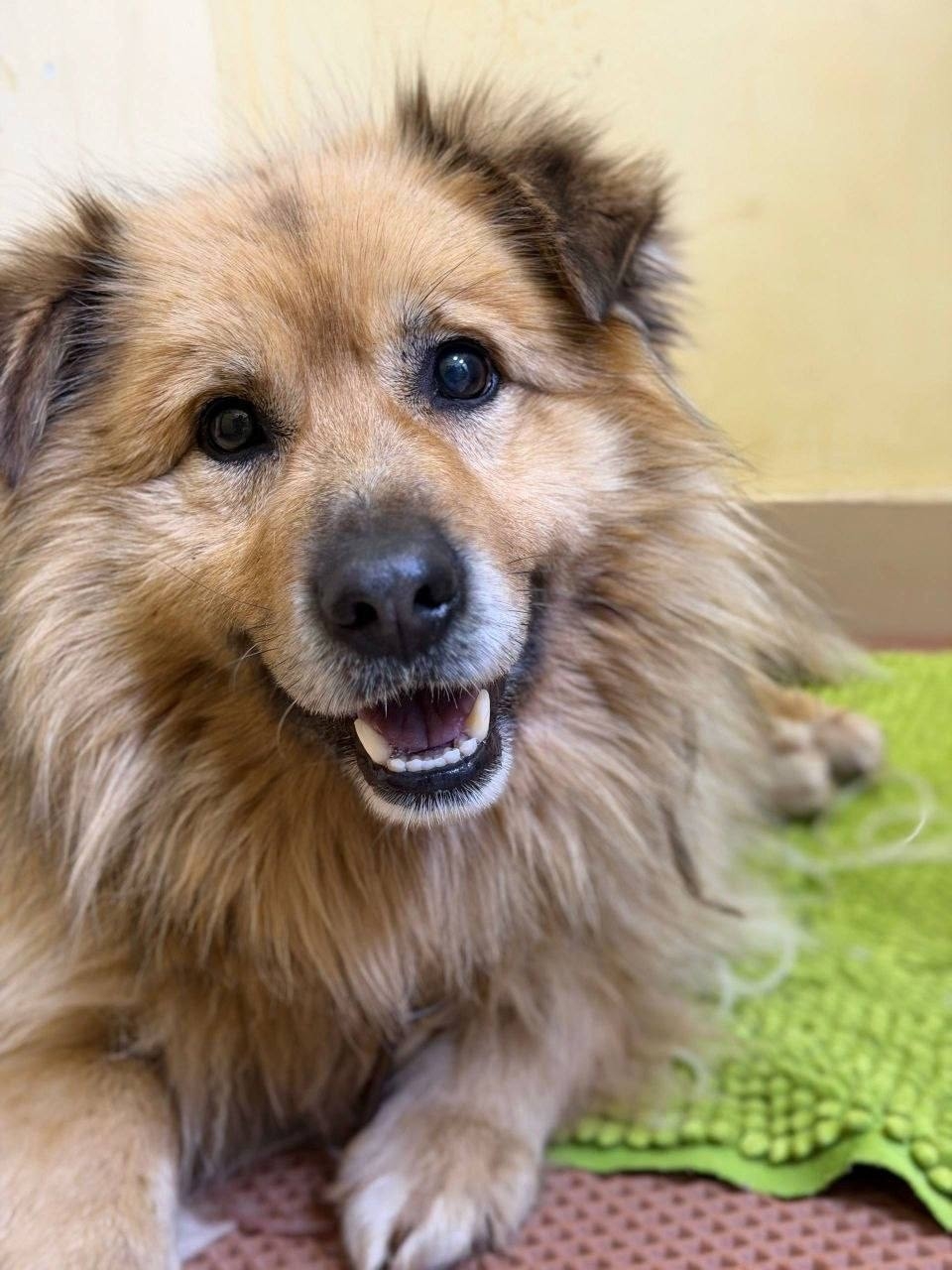 Найдена собака в Одинцове — фото объявления