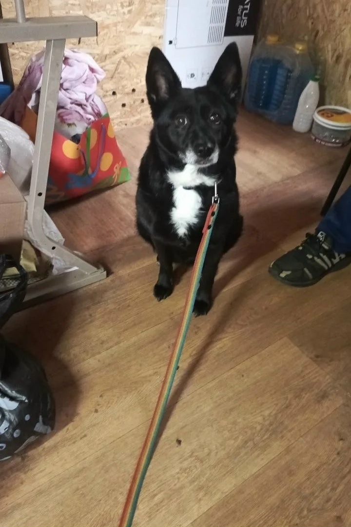 Пропала собака в Одинцове — Объявление о питомце в Одинцово