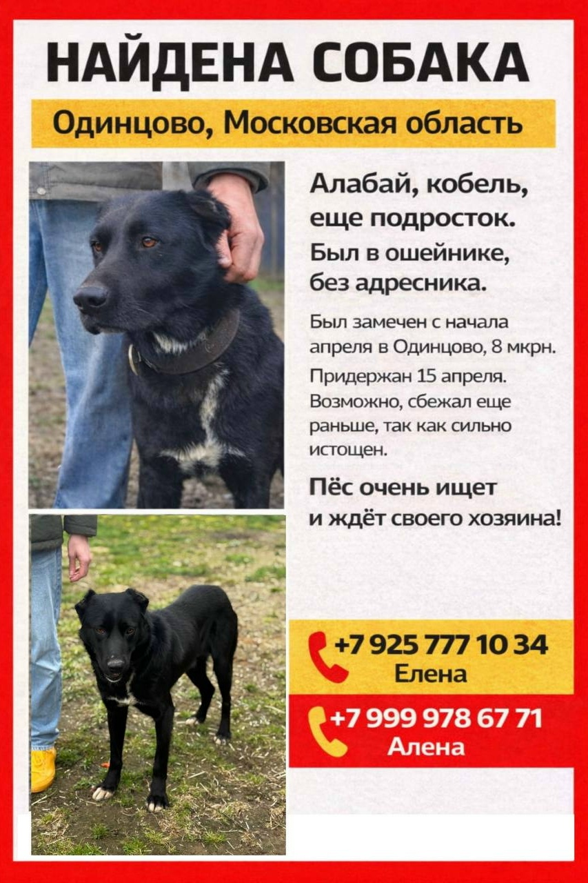 Найдена собака в Одинцове — фото объявления