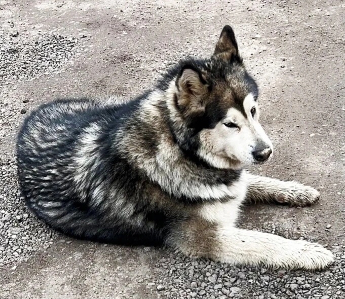 Найдена собака в Одинцове — фото объявления