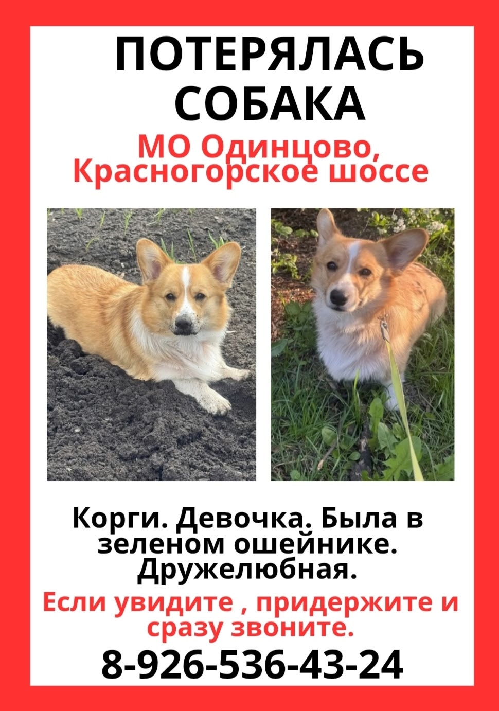 Найденная собака в Одинцове Найдена собака в Одинцове — фото объявления