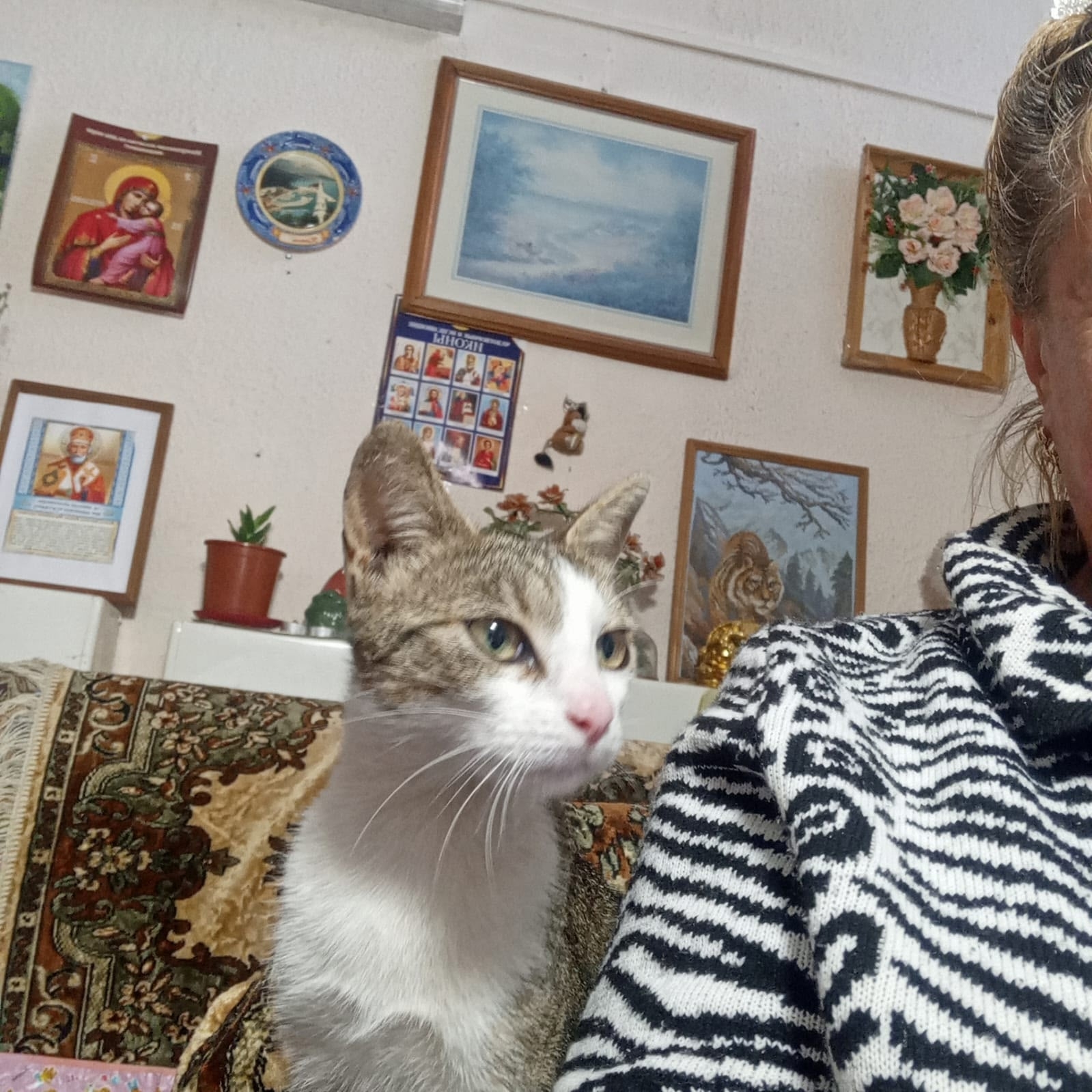 Найденная кошка в Одинцове Найдена кошка в Одинцове — фото объявления