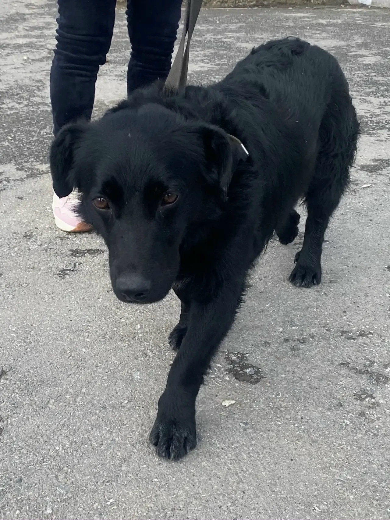 Пропала собака в Энгельсе — фото объявления