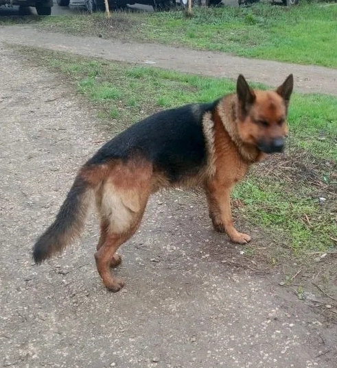 Пропала собака в Энгельсе — фото объявления
