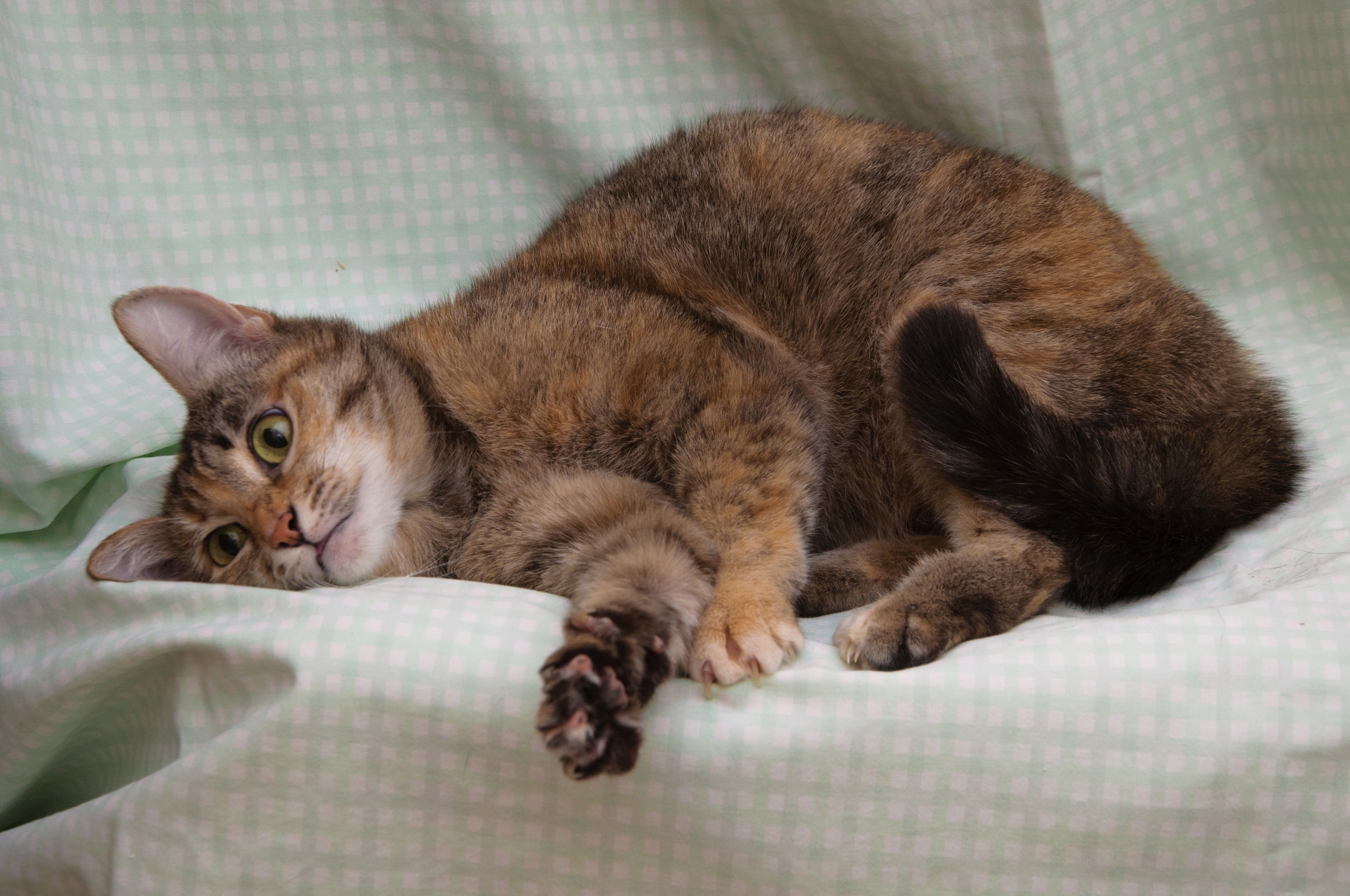 Найдена кошка в Энгельсе — фото объявления