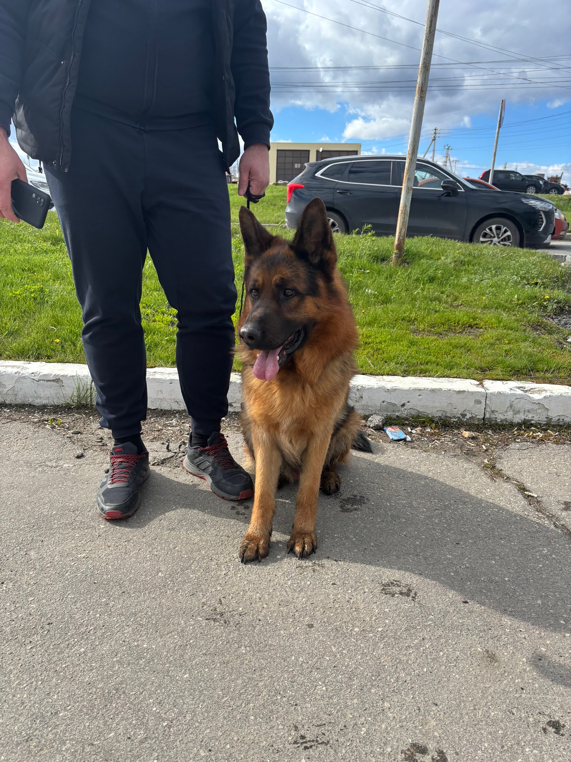 Найдена собака в Энгельсе — фото объявления