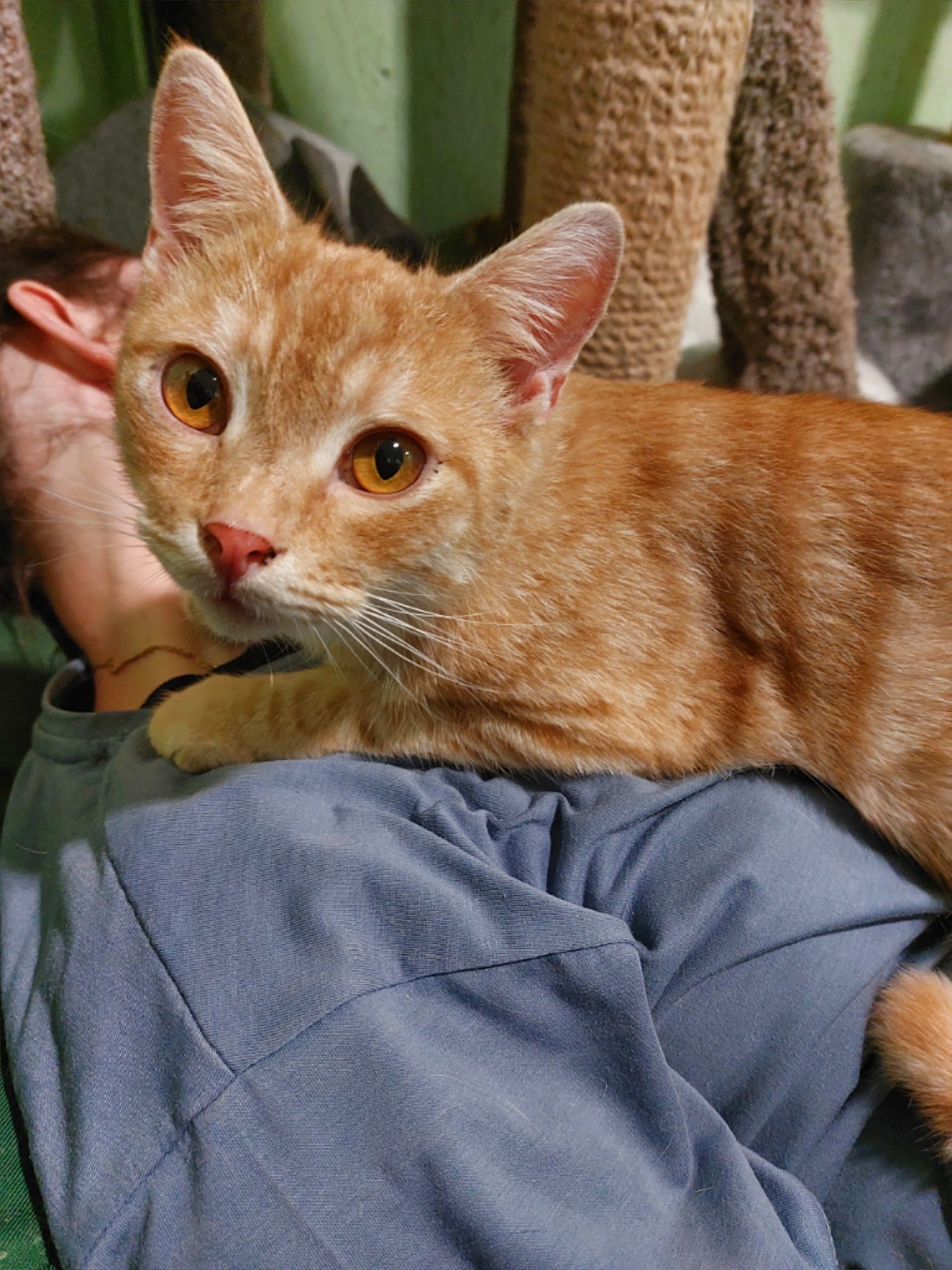 Пропала кошка в Энгельсе — фото объявления