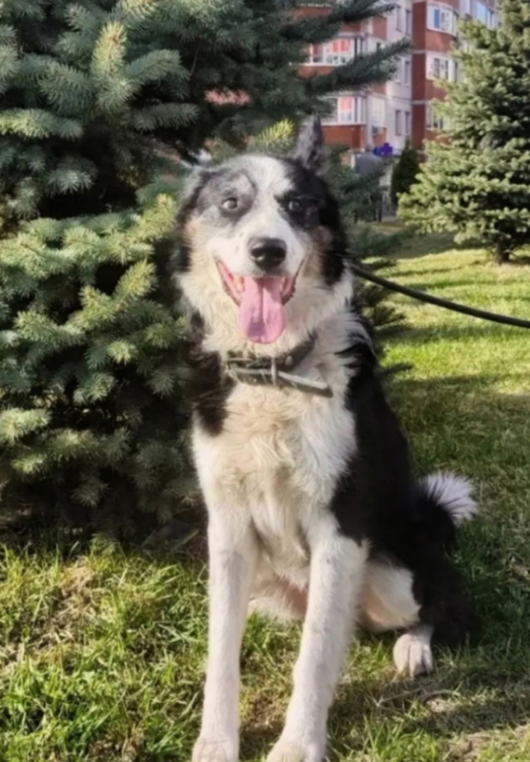 Пропала собака в Пскове — Псков и область