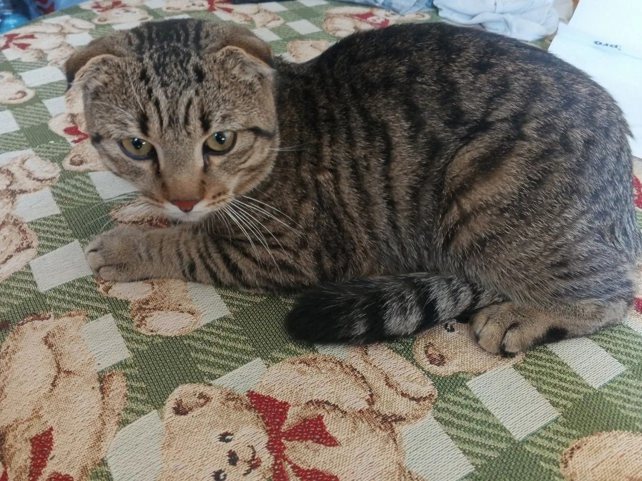 Найдена кошка в Пскове — фото объявления