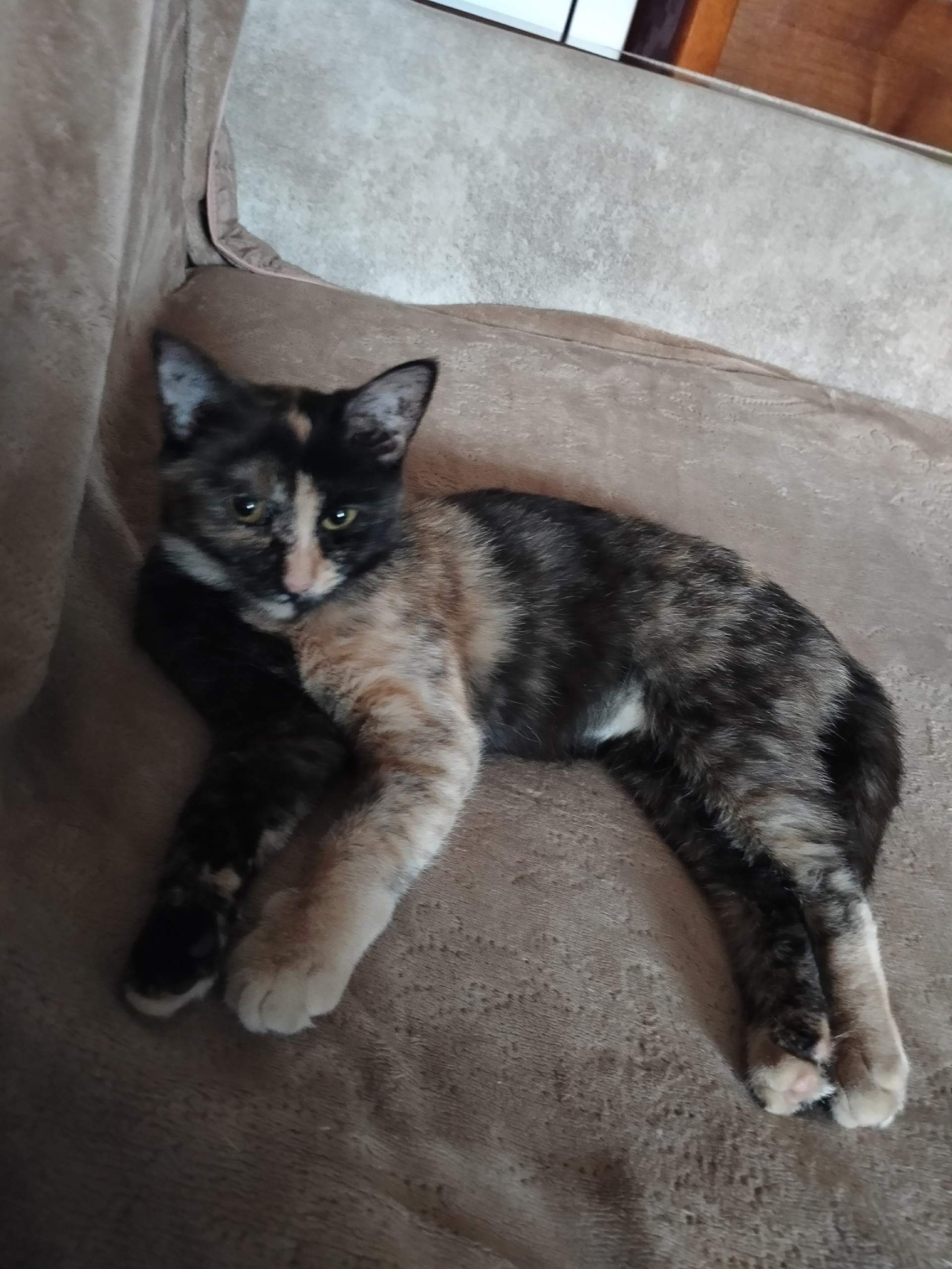 Пропала кошка в Пскове — фото объявления