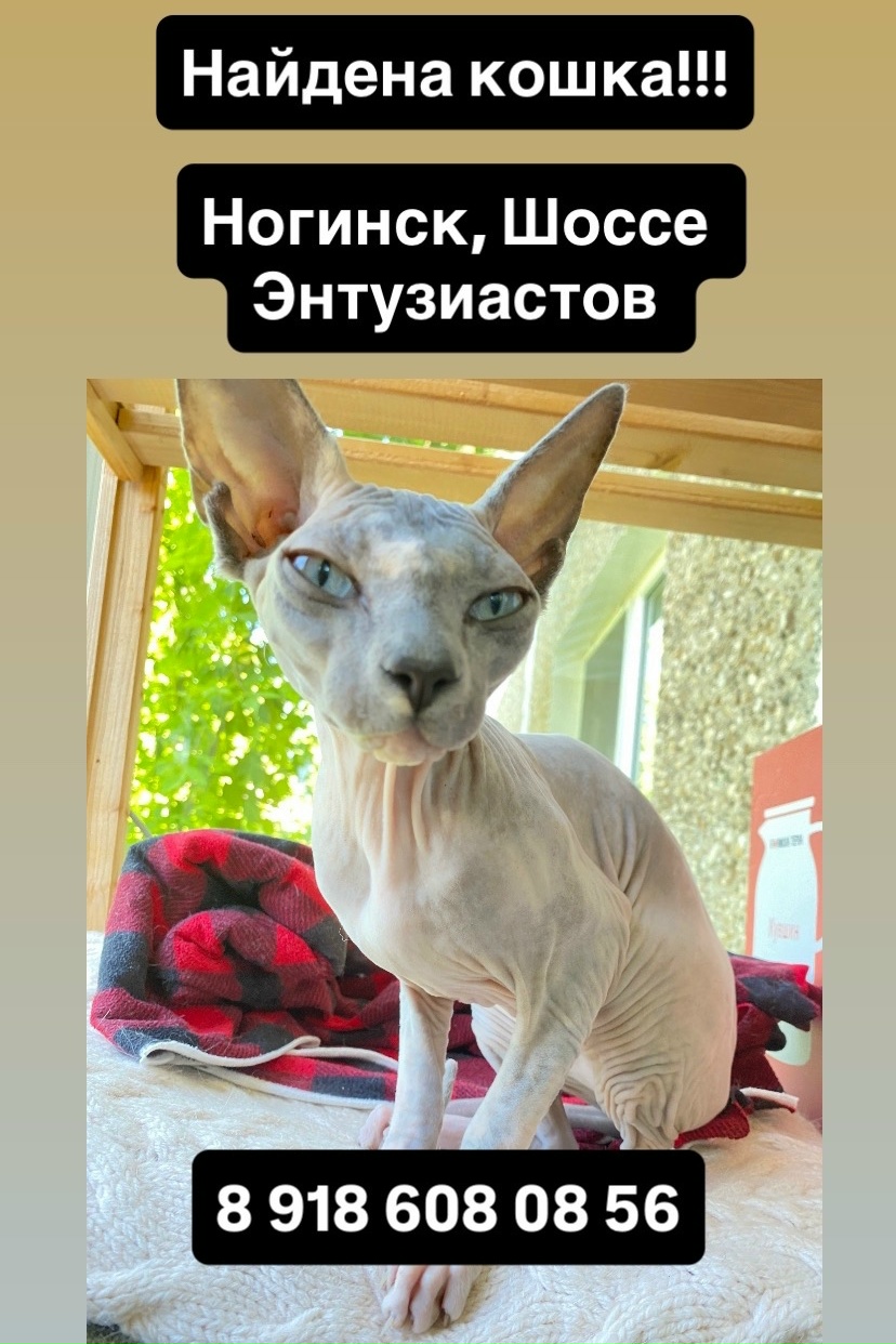 Найденная кошка в Ногинске Найдена кошка в Ногинске — фото объявления