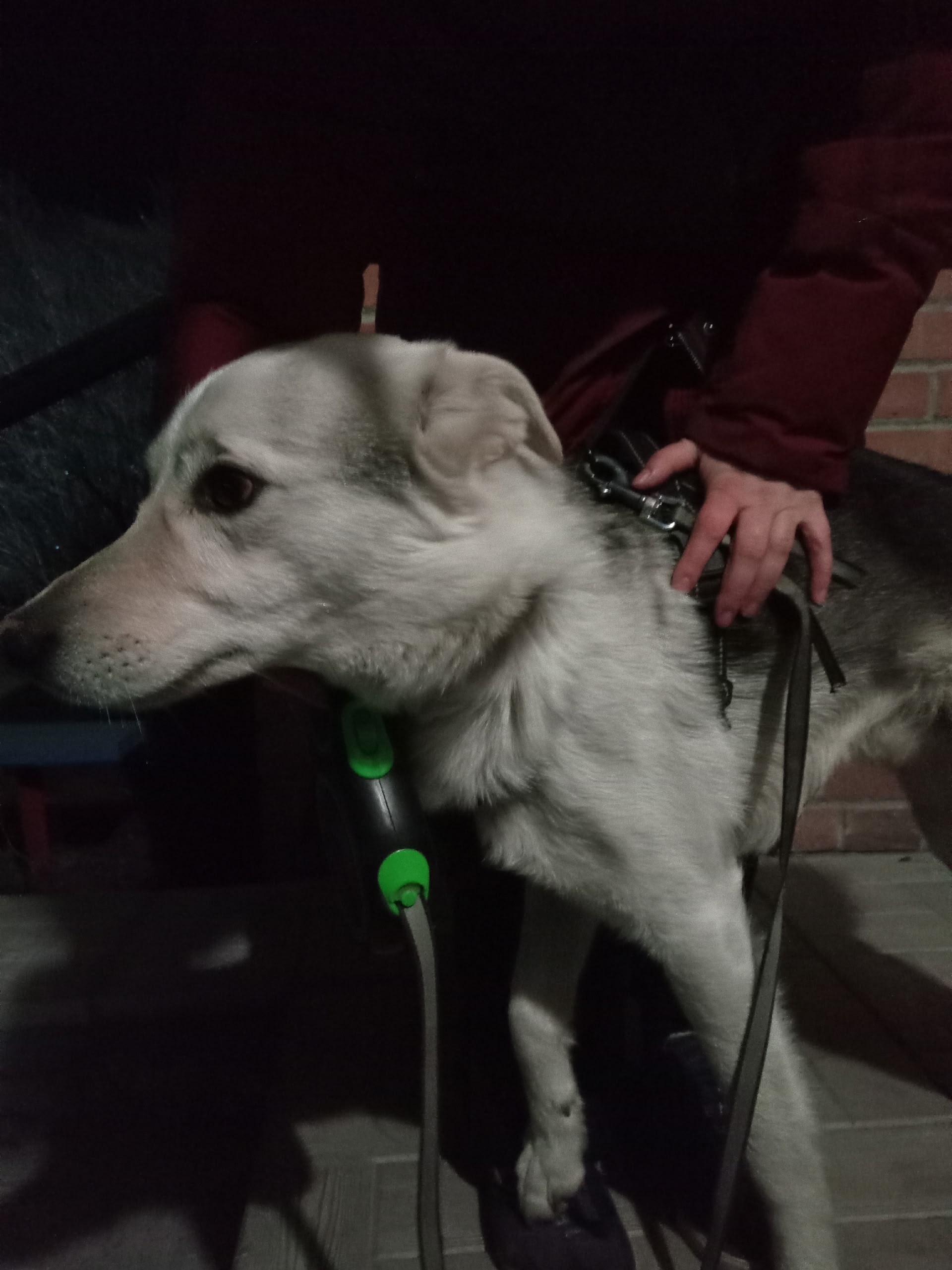 Найдена собака в Бердске