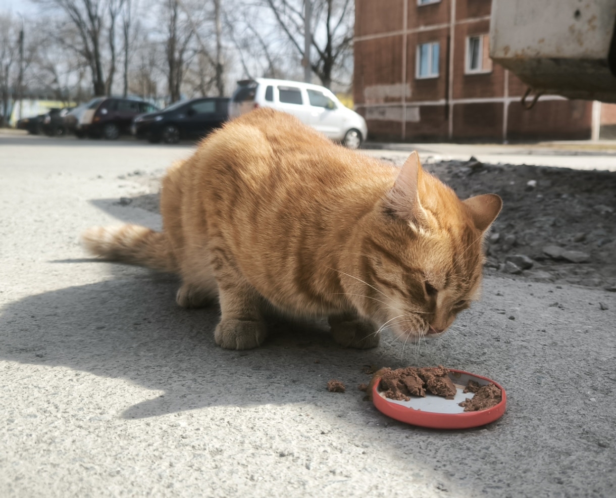 Найдена собака в Бердске