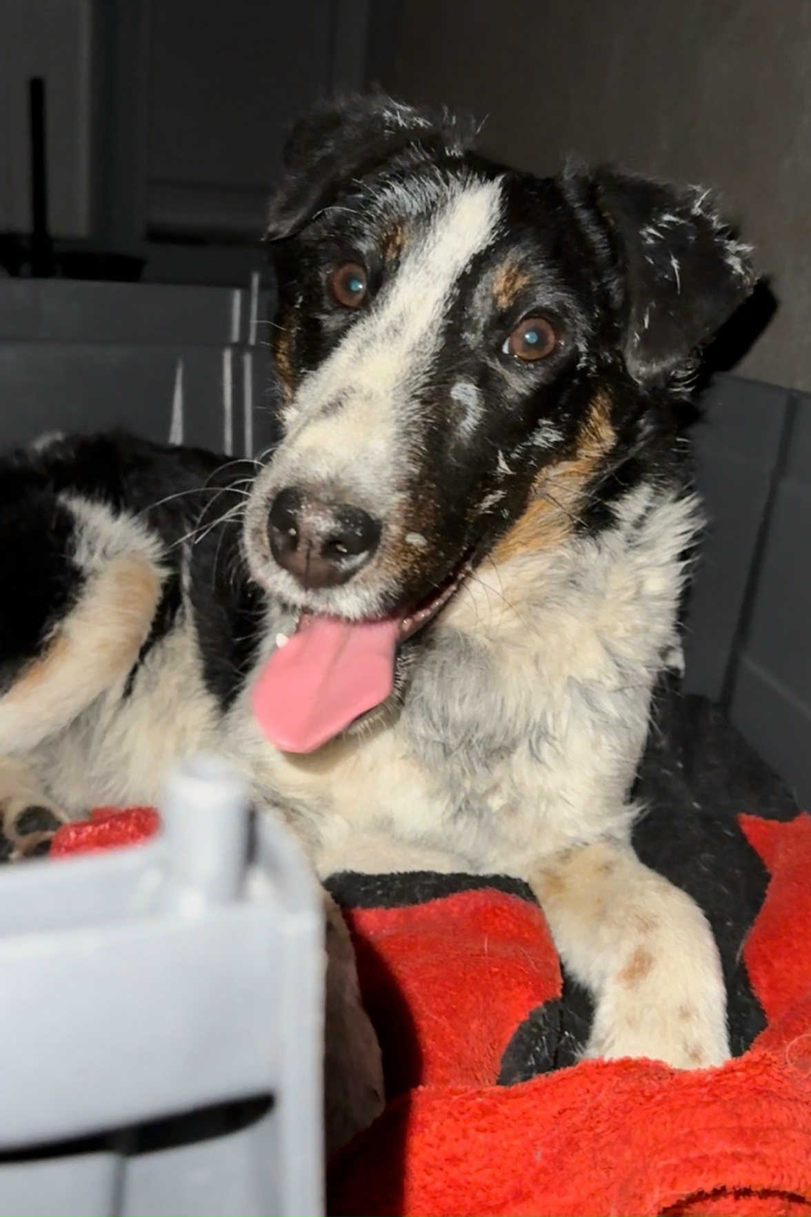 ⚠️ Найден(а) собака