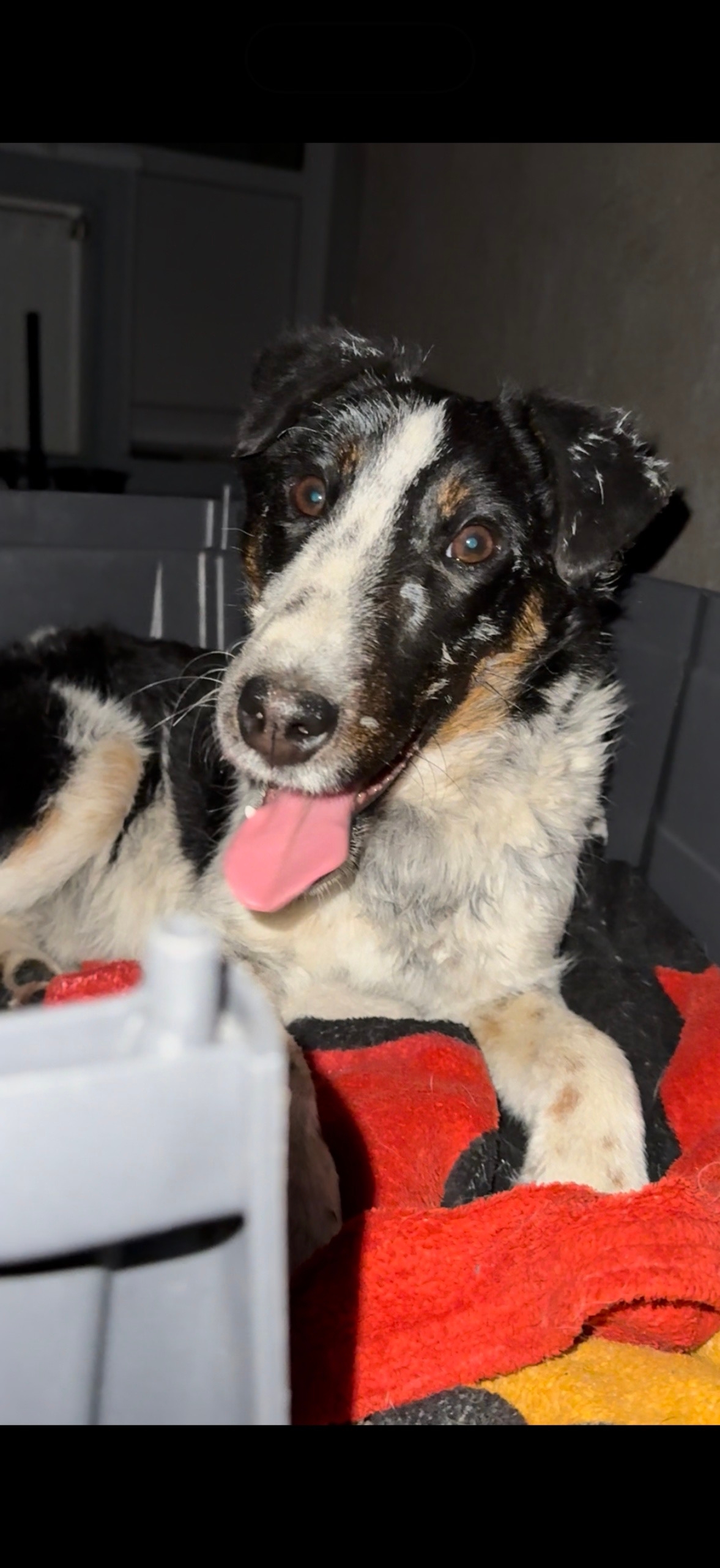 Найдена собака в Лобне