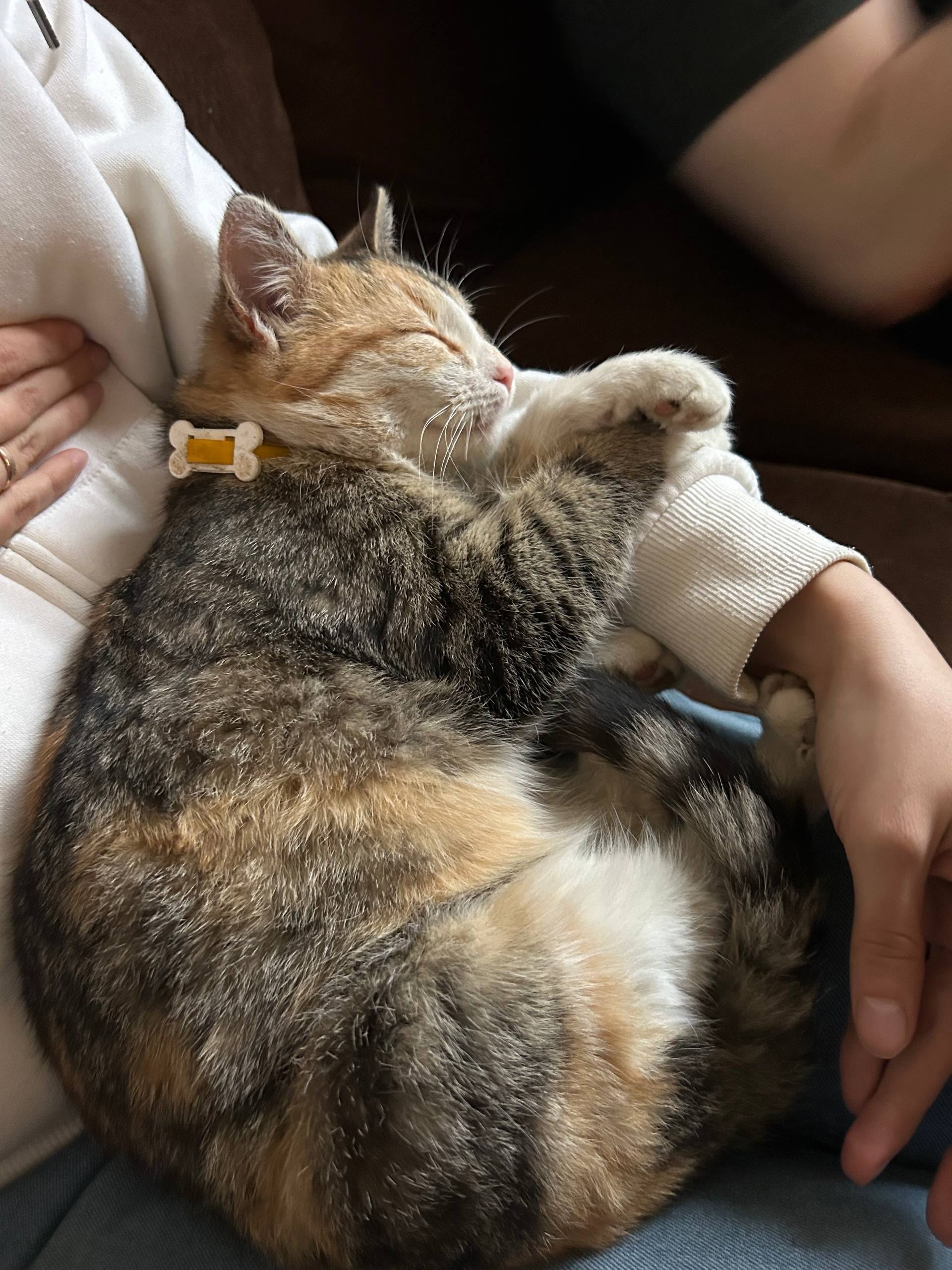 Найдена кошка в Лобне