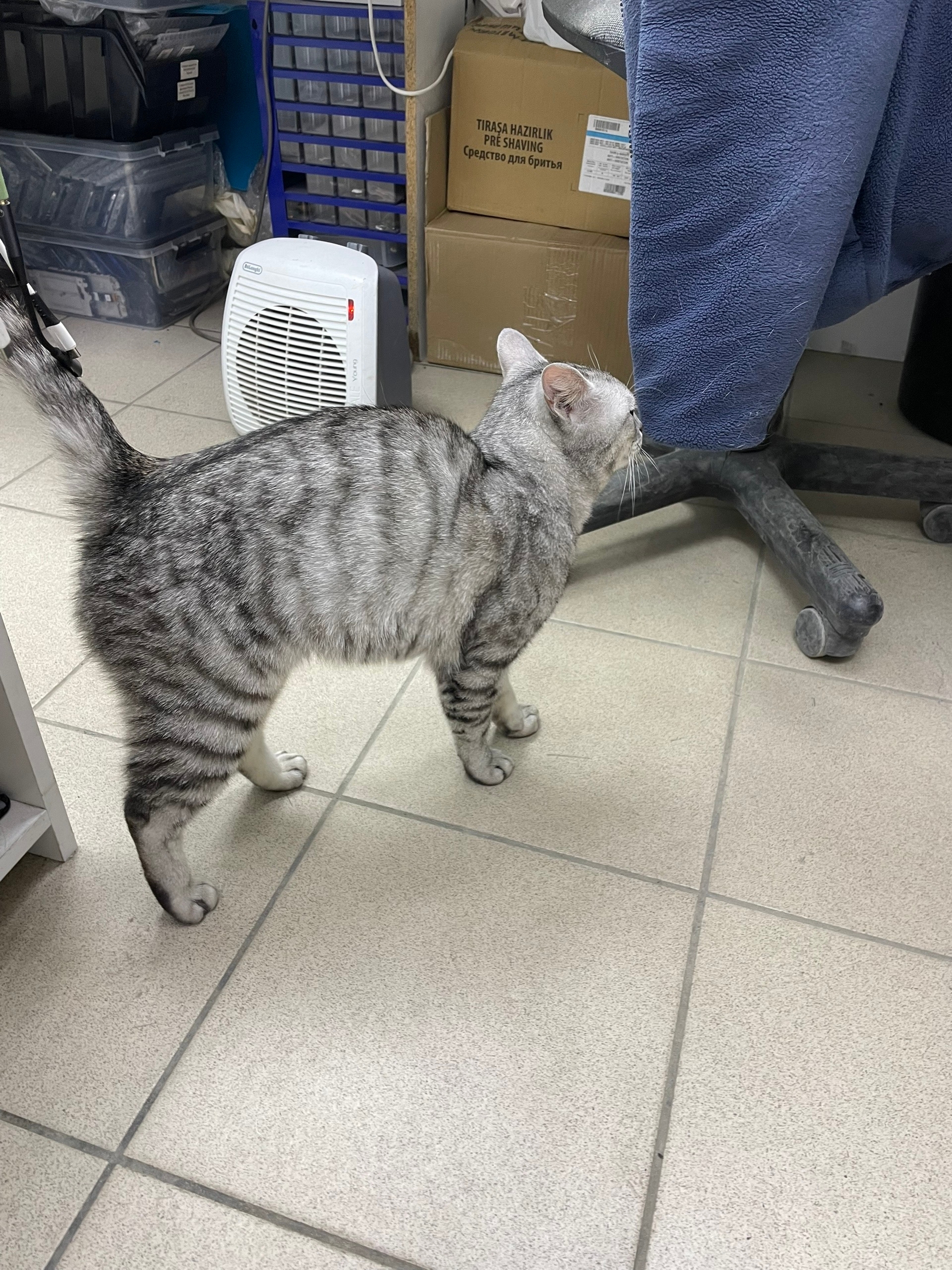 Объявление о питомце в Сургуте — Всем здравствуйте,только что нашли возле дома Ленина 46,кто потерял отзвонитесь,не знаем что с…