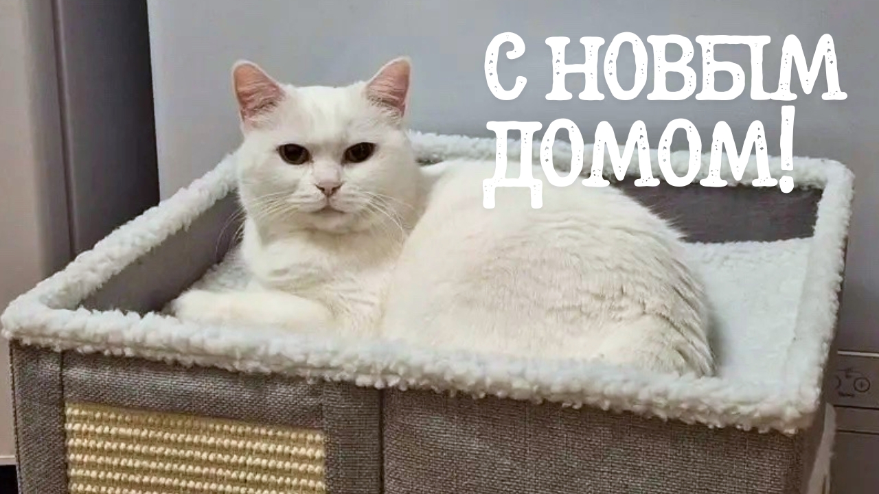 Найдена собака в Сургуте — фото объявления