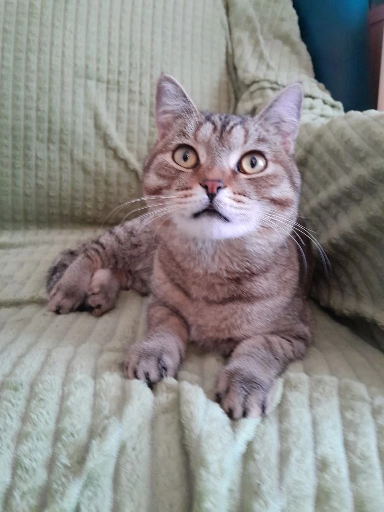 Пропала кошка в Егорьевске — фото объявления