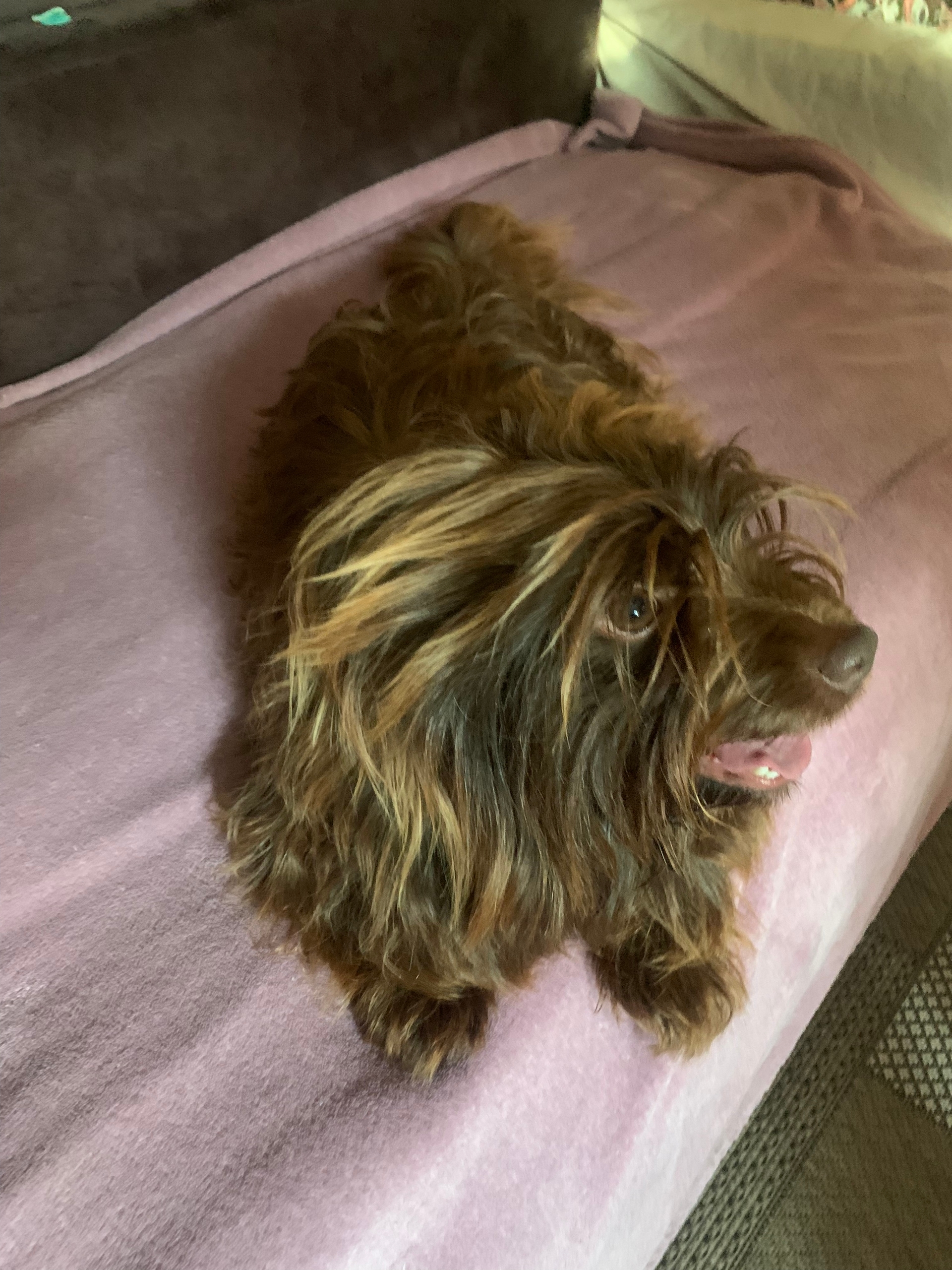 Найдена собачка!!!! Спасли буквально из под колес автомобиля. Бегала по дороге по догонку на улице Солнышевская. Хозяин найдись🙏🙏🙏 Очень прошу репостов, придержали, себе оставить не можем.