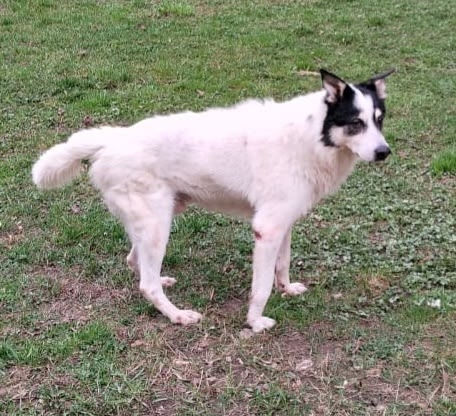 Найден питомец в Другие города