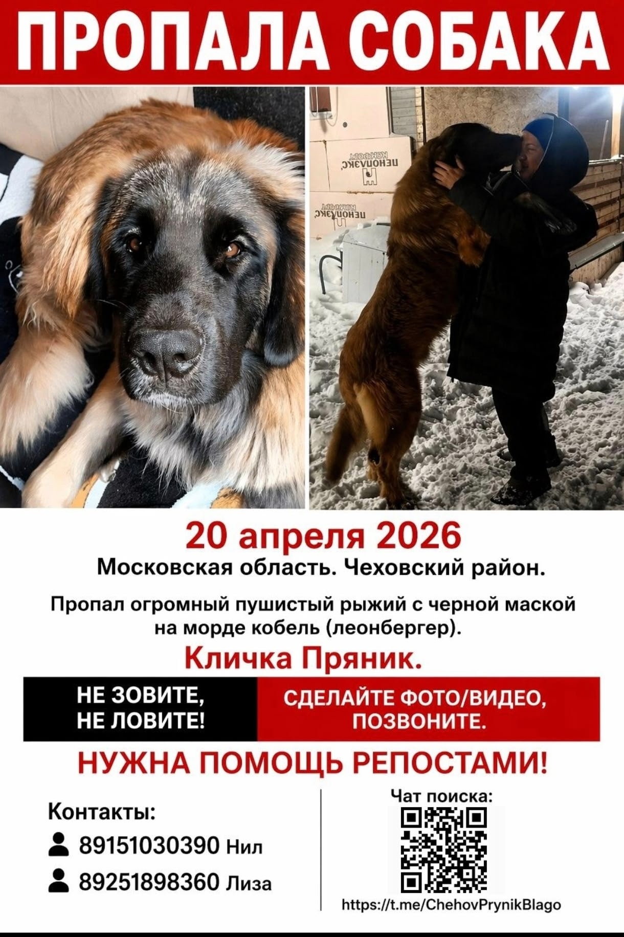 Пропала собака в Другие города