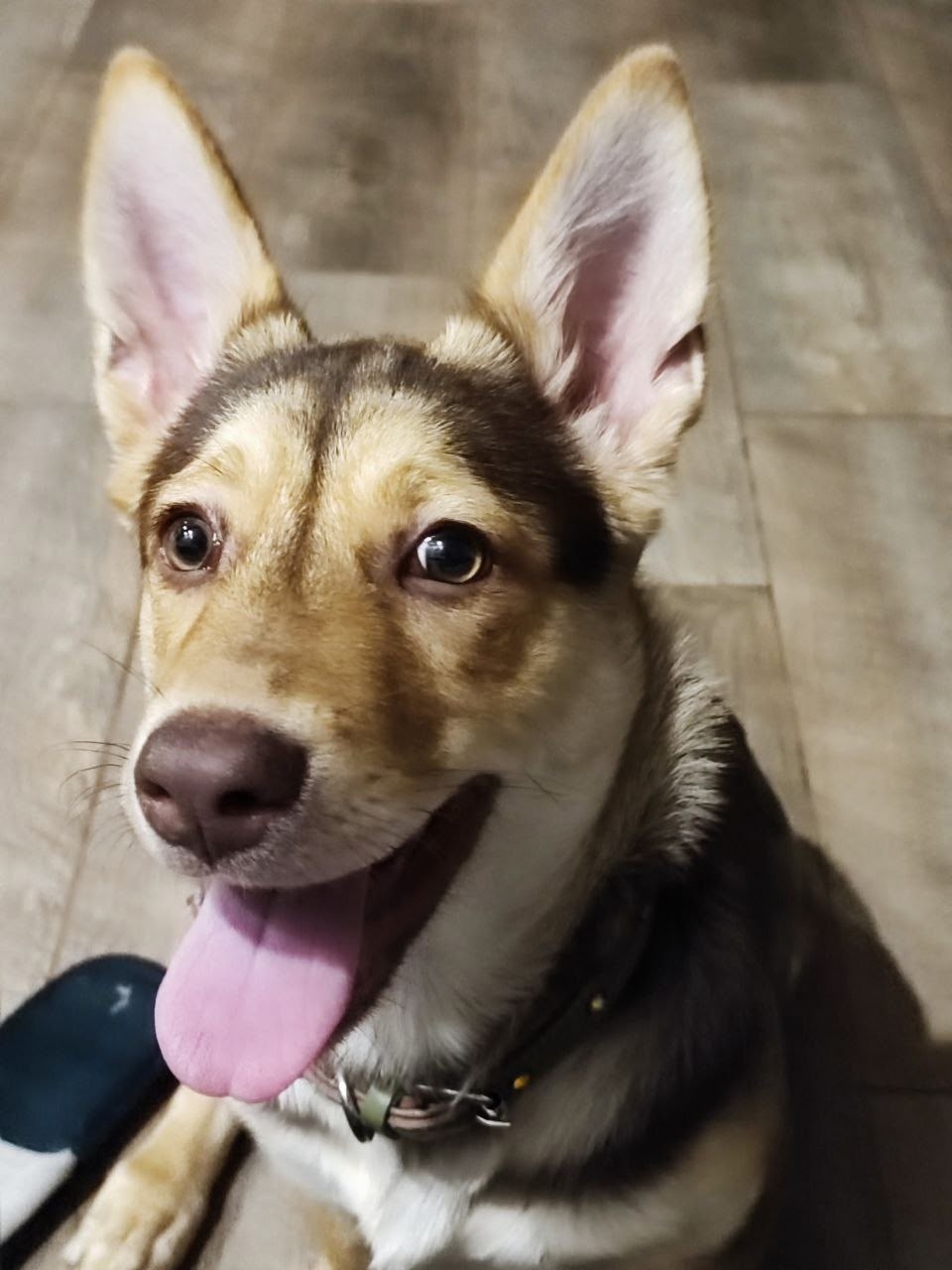 Объявление о питомце в Другие города