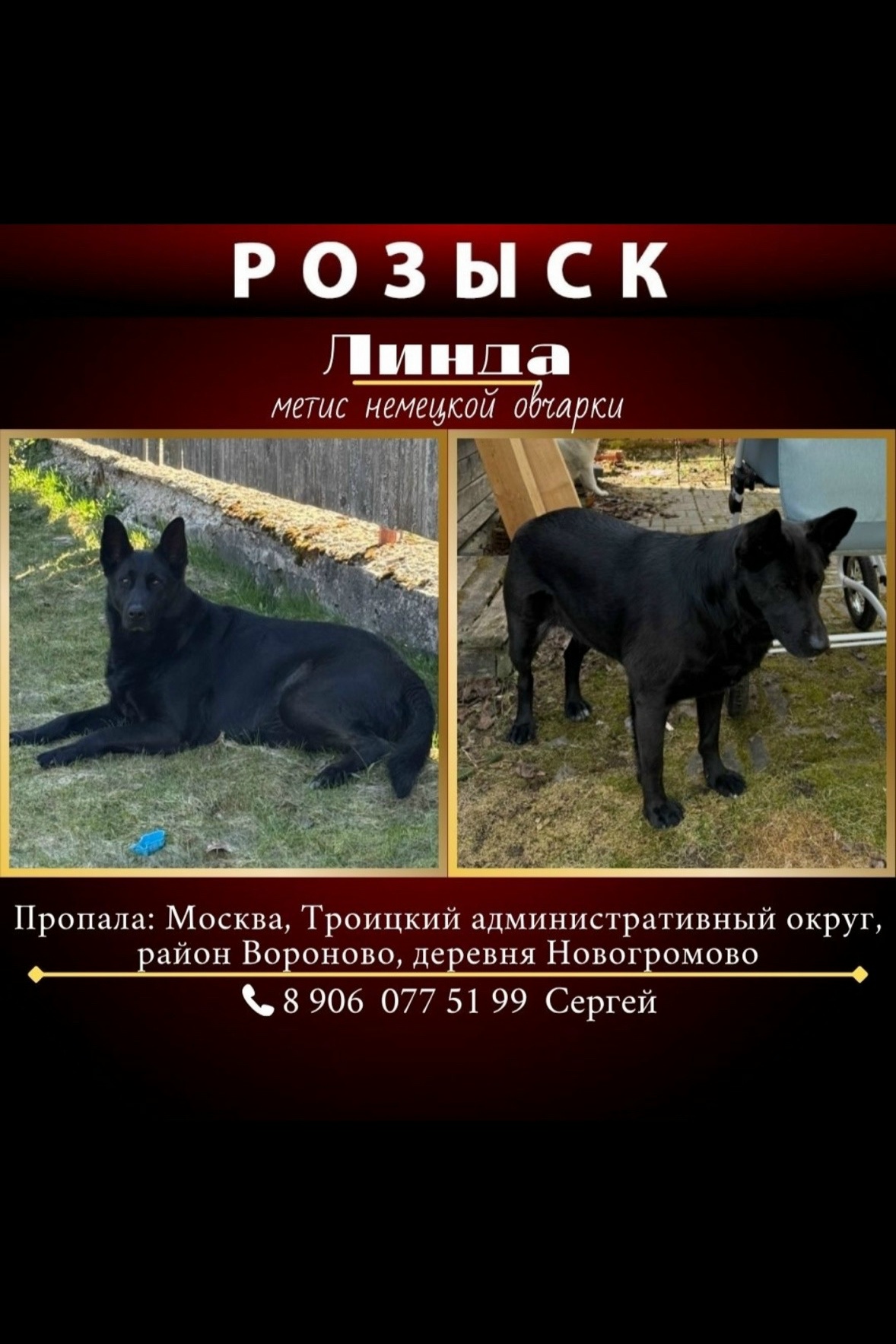 Найдена собака в Других городах — фото объявления
