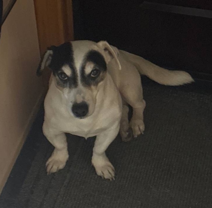 Объявление о питомце в Других городах — фото объявления