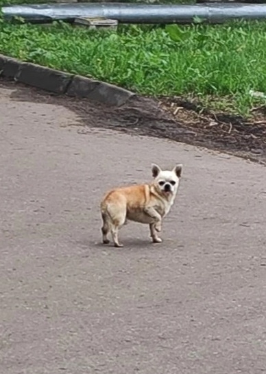 Объявление о питомце в Других городах — фото объявления